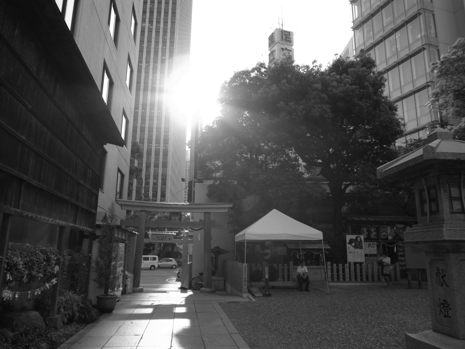 Escena de jardín urbano con luz solar filtrando a través de los árboles entre edificios altos