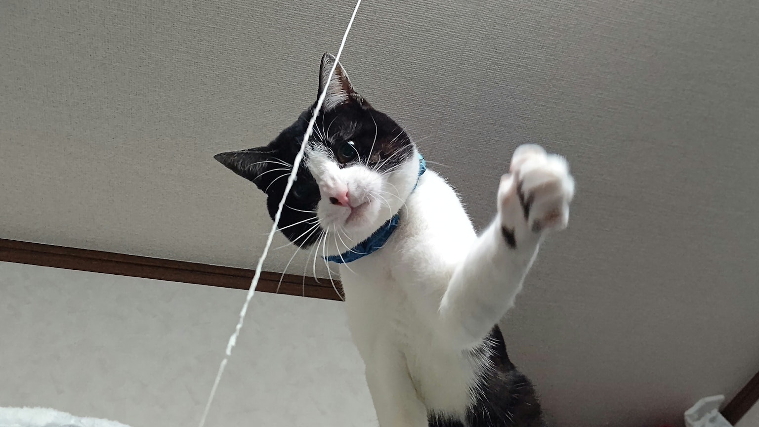 猫咪用调皮的表情抓着一根线