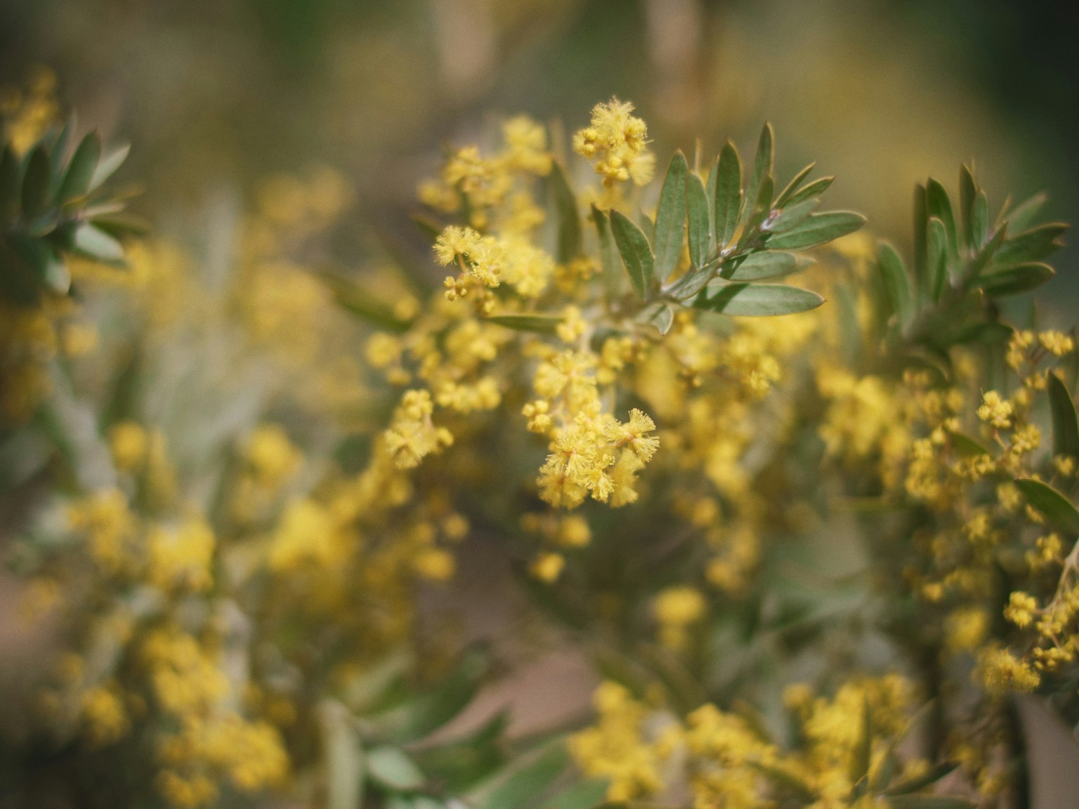 ภาพใกล้ของพืชที่มีดอกสีเหลือง