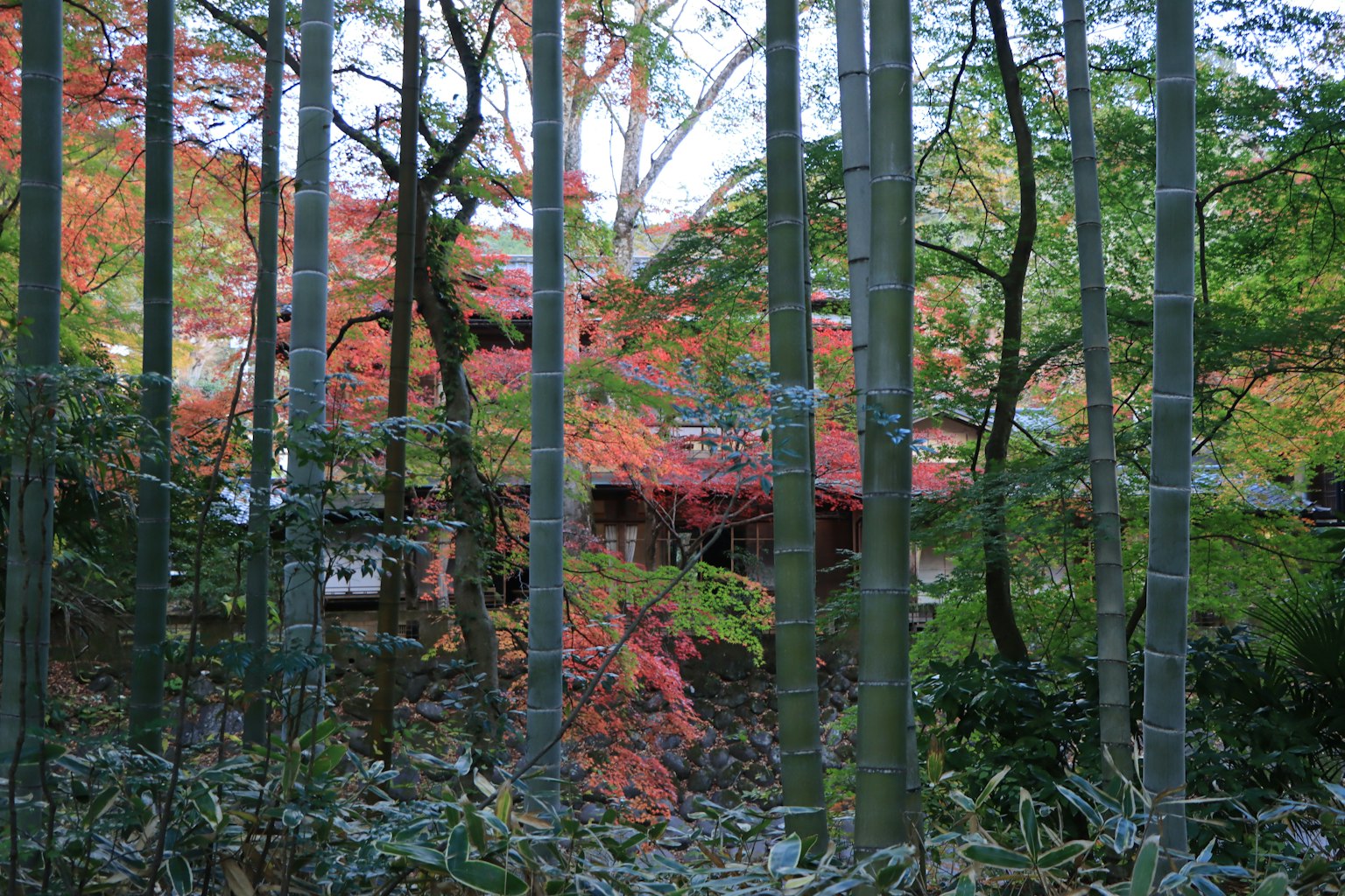 Foglie autunnali colorate con una foresta di bambù