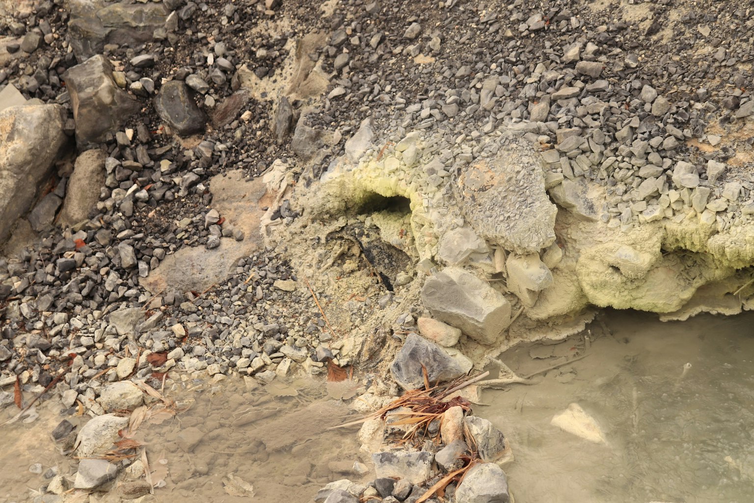 一只乌龟在岩石海岸附近的水边休息