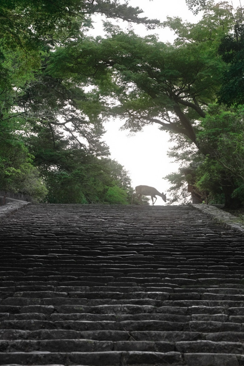 木々に囲まれた石段の参道