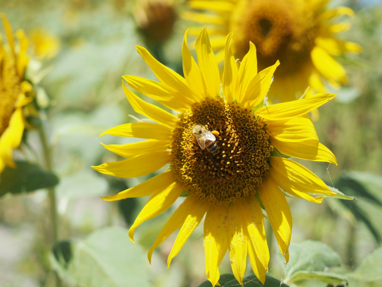 Close-up of a vibrant sunflower with a bee