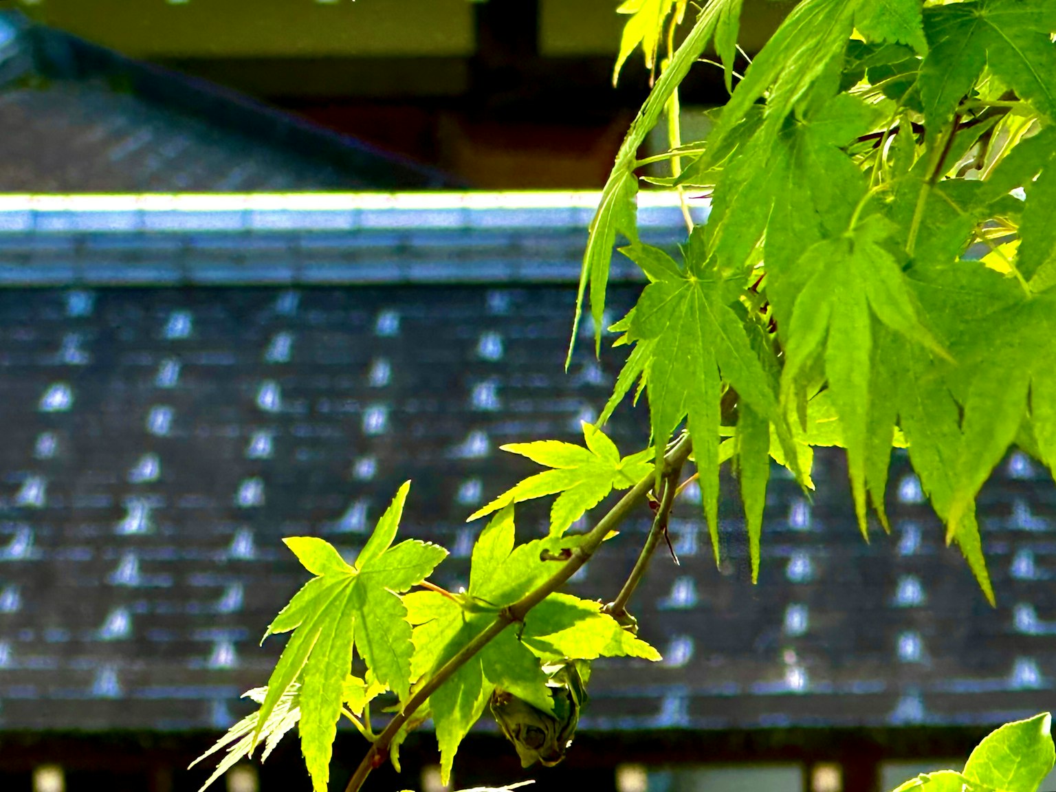 Vibrant green leaves against a traditional Japanese roof background