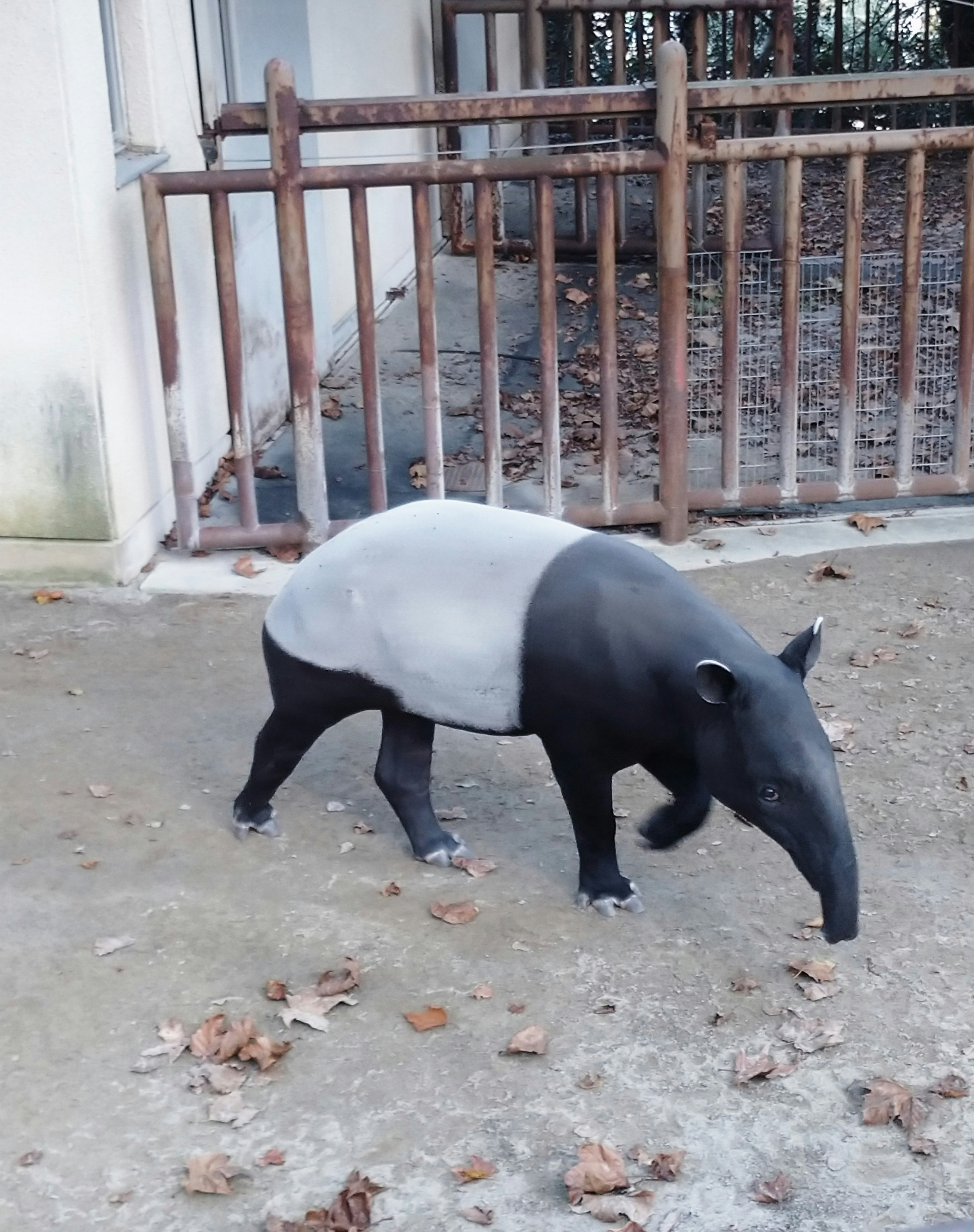 Un tapir caminando dentro de un recinto de zoológico