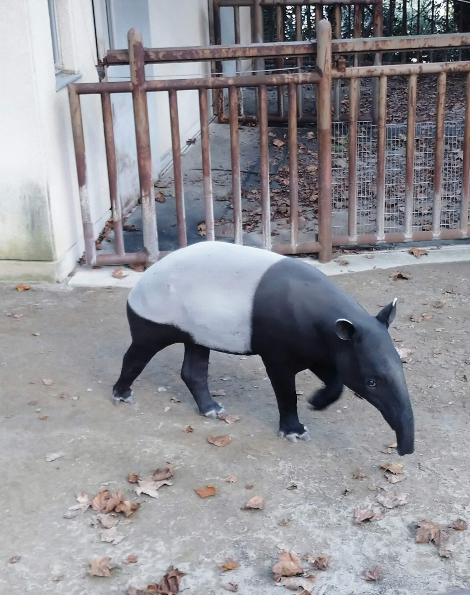 A tapir-like animal with black and white body walking on the ground