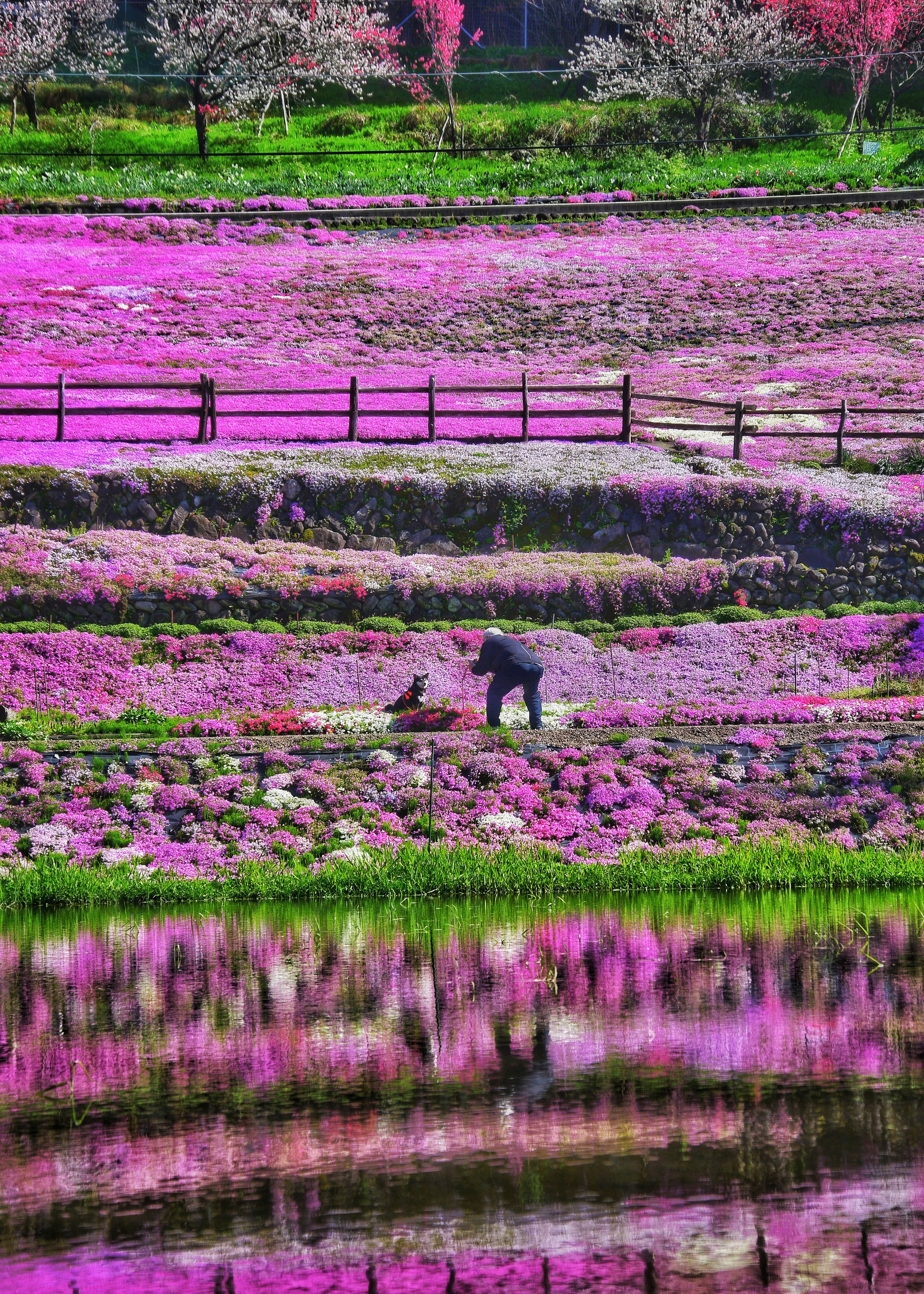 芝桜の花畑と池のある庭園で犬が歩く