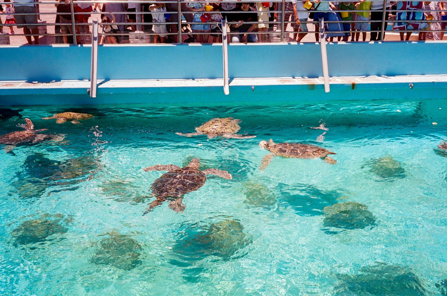 Scena di tartarughe marine che nuotano in acqua cristallina con spettatori sopra