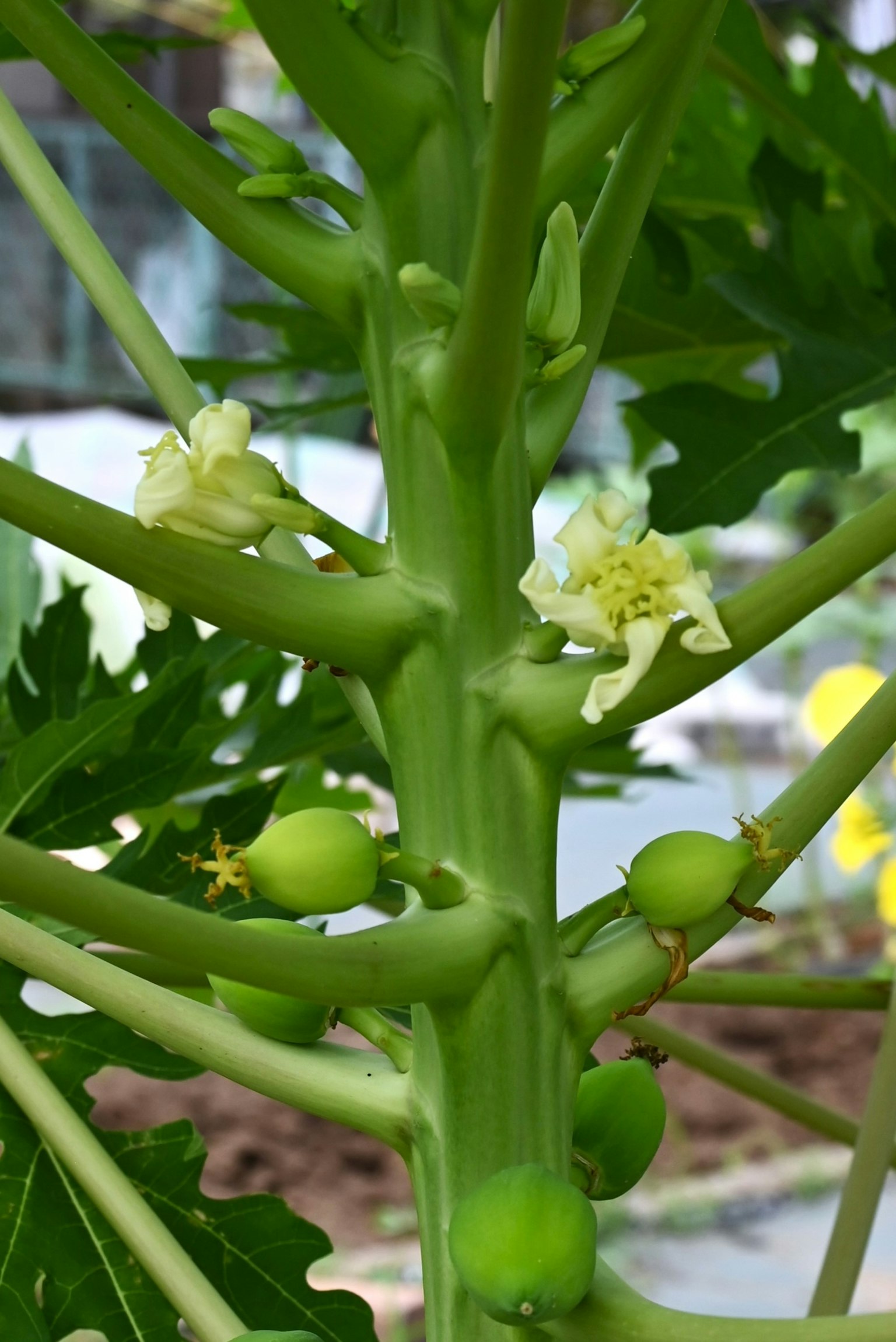 Grüner Papayabaum mit kleinen Blumen und jungen Früchten