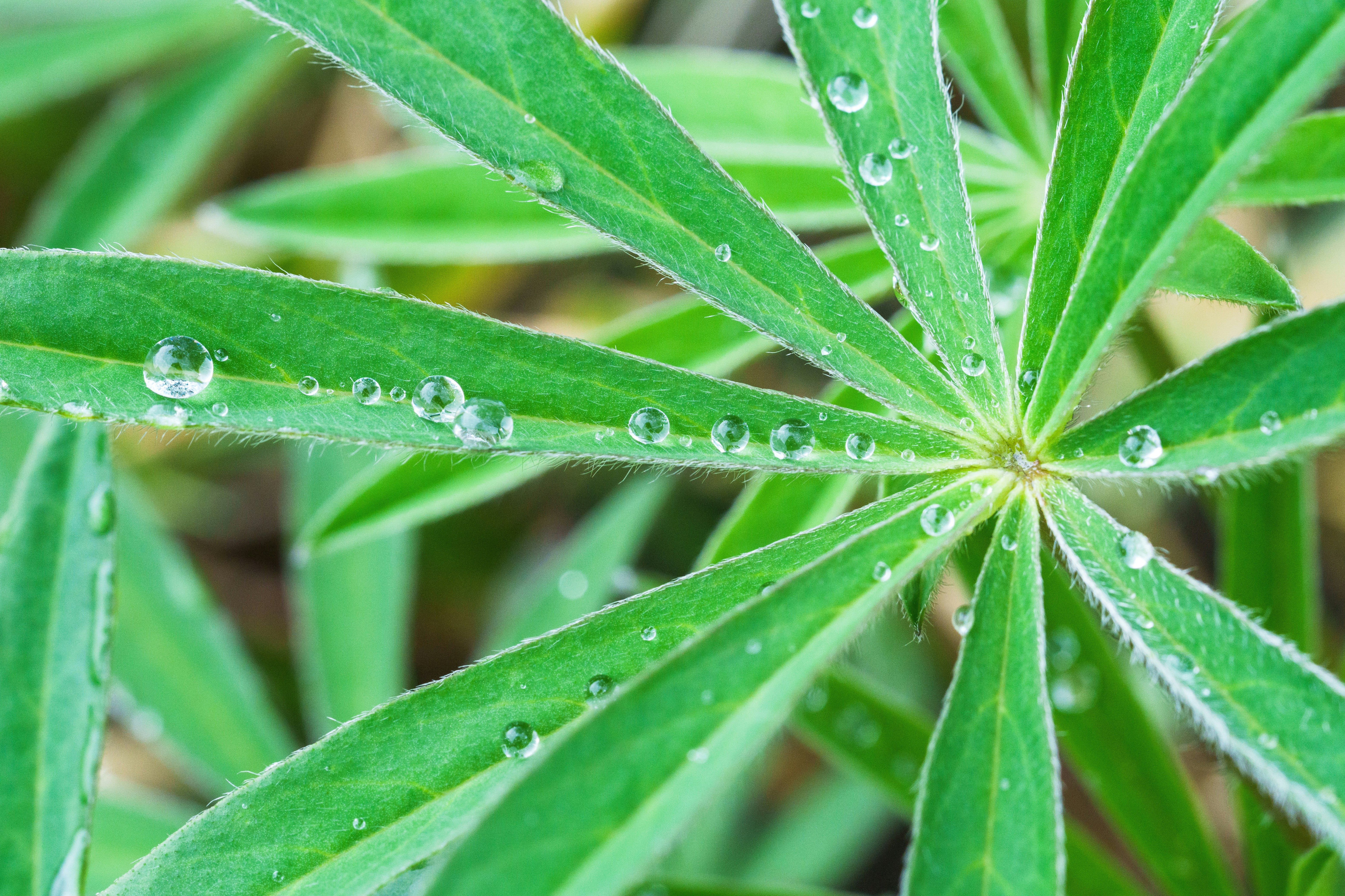 雨滴附着的绿色叶片特写