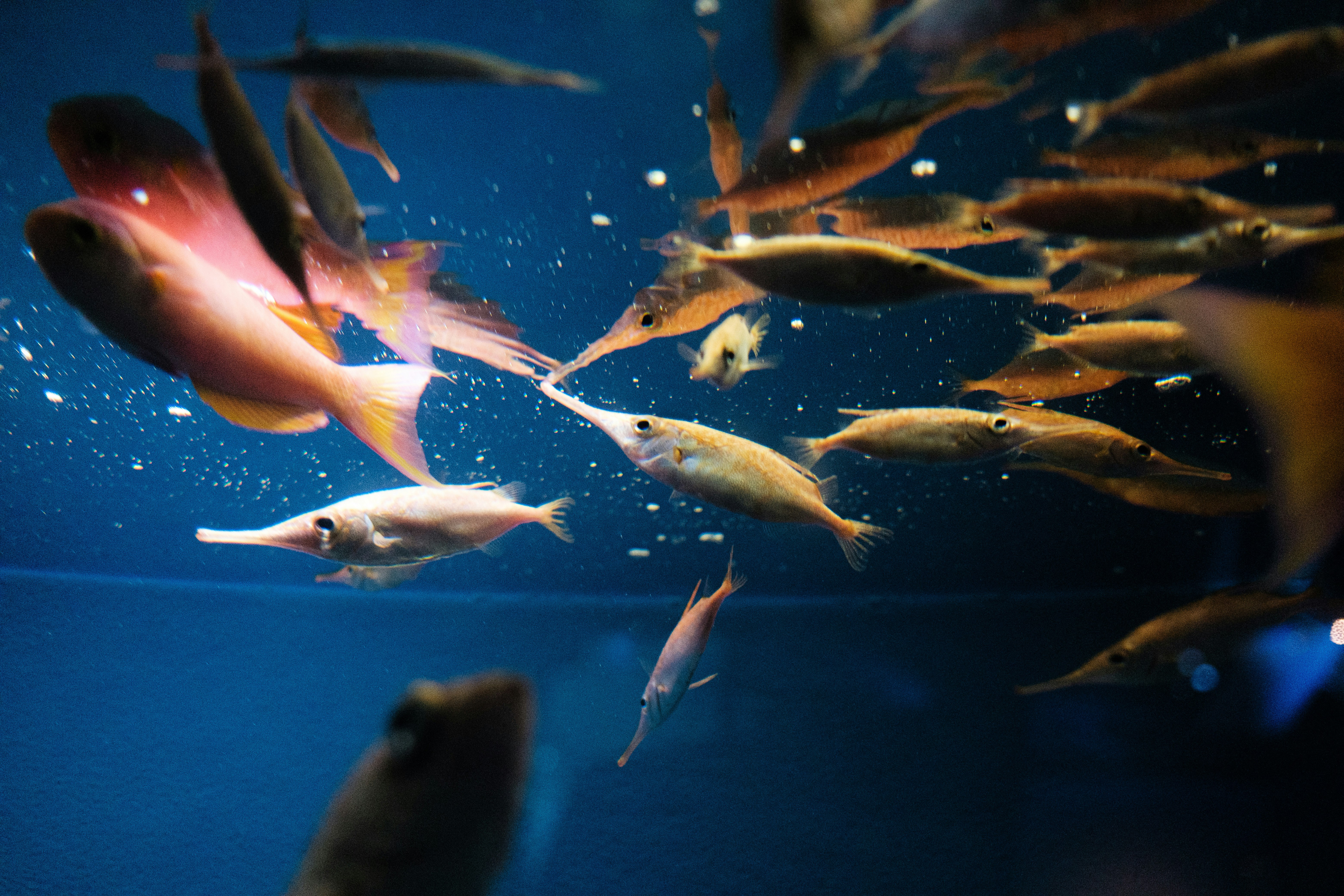 Unterwasserszene mit Fischen, die nahe an einer Hand schwimmen