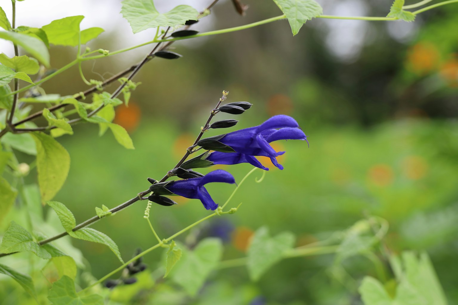Fleur violette vibrante entourée de feuilles vertes