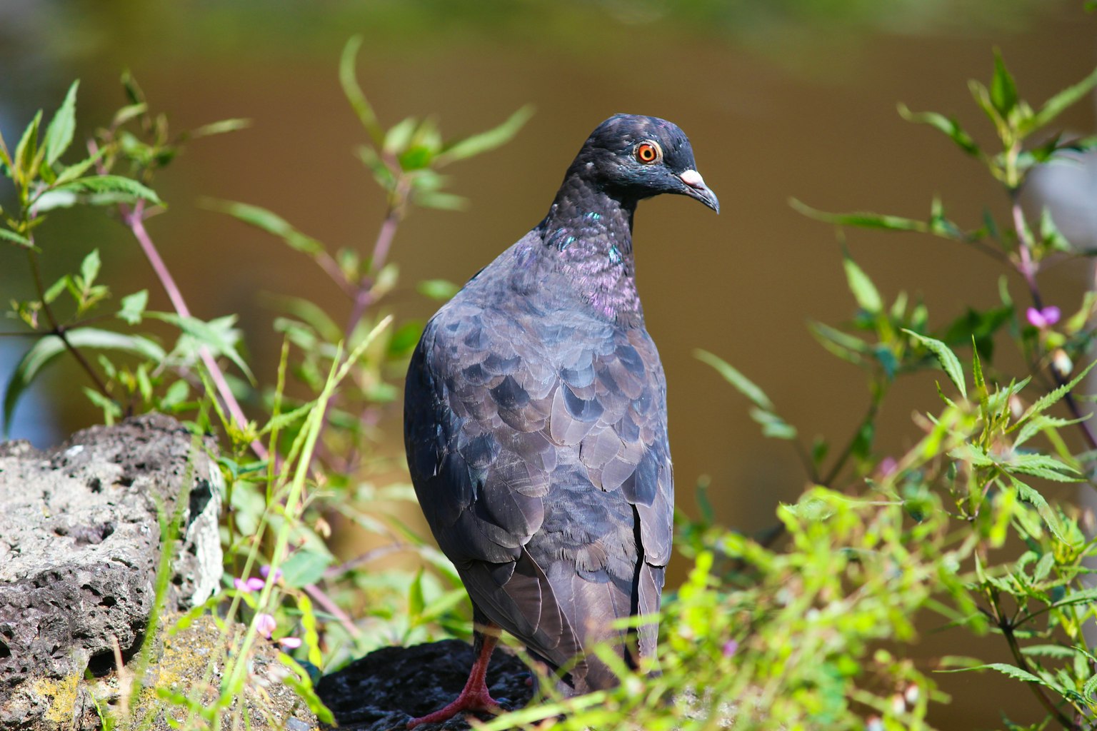 초록 잎사귀 사이에 서 있는 검은 비둘기