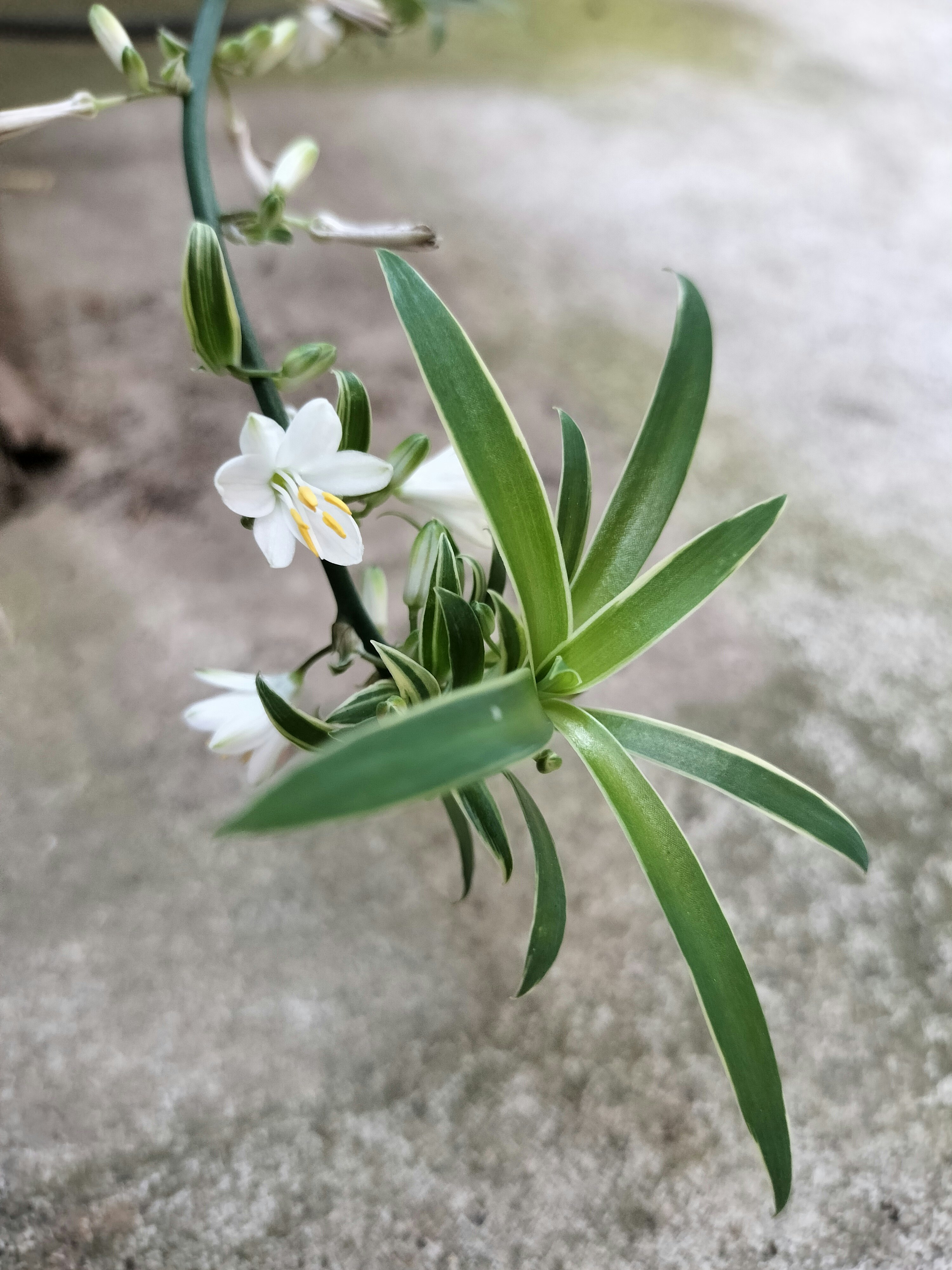 fiori bianchi in vaso con foglie sottili contro un muro di cemento