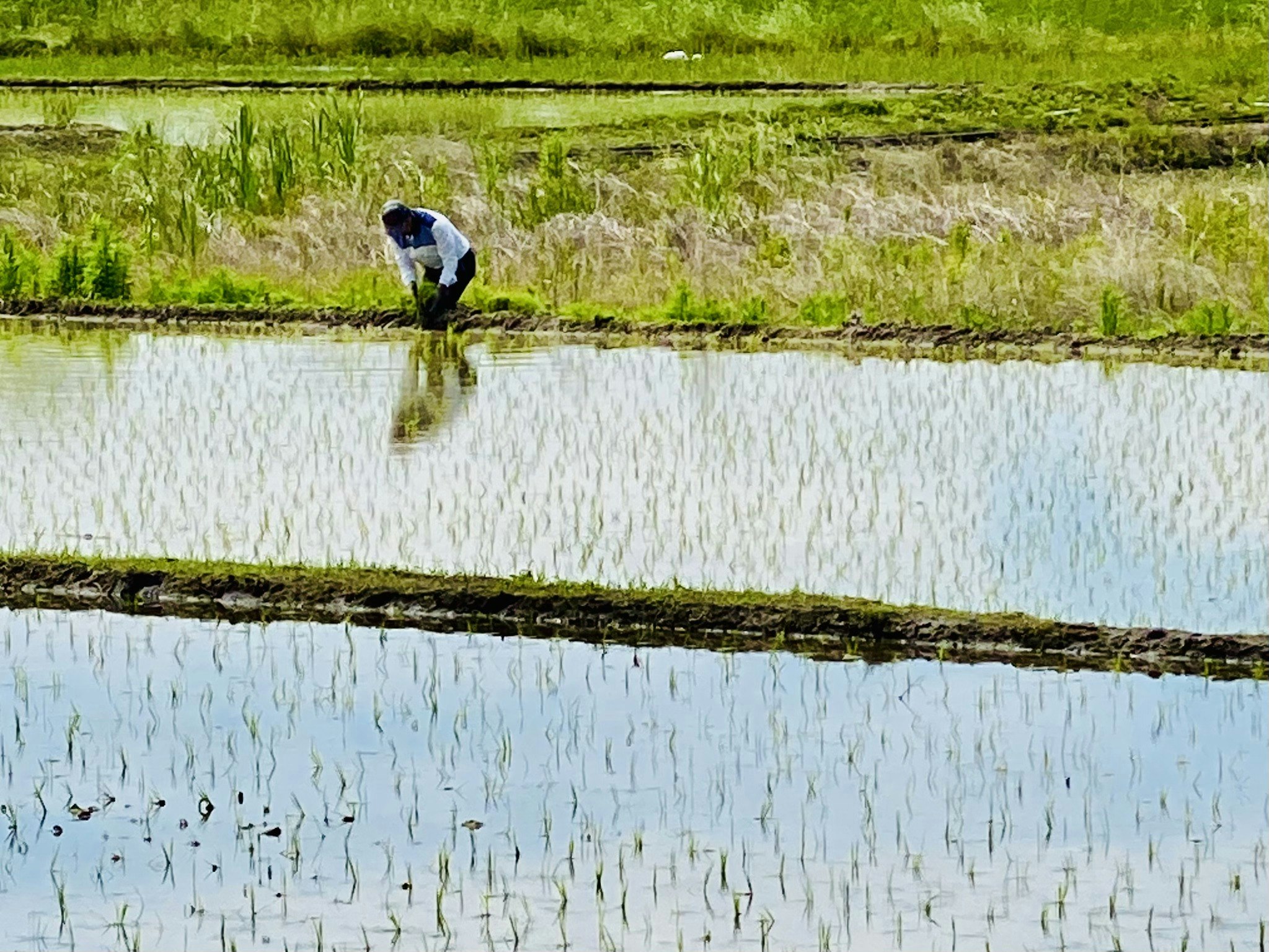 田んぼの水面を歩く人と緑の畦道