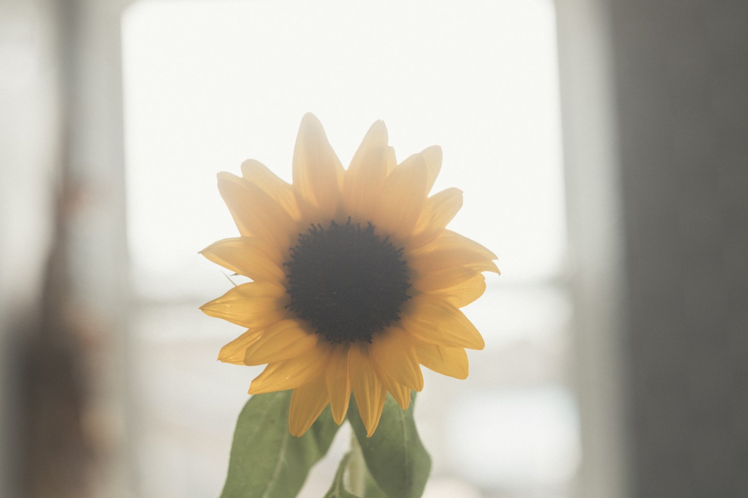 Tournesol en fleurs contre un fond lumineux