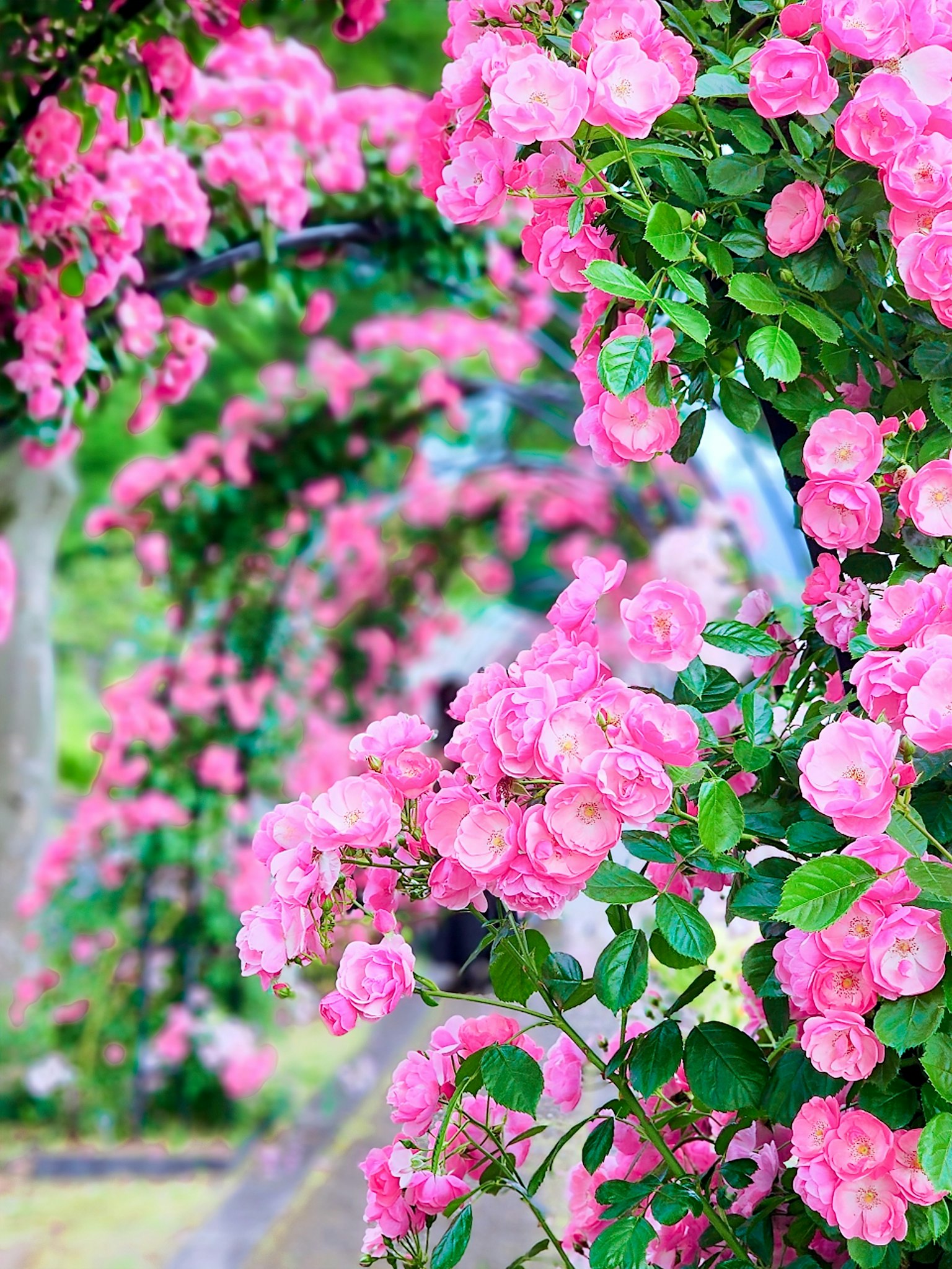 Bogen aus blühenden rosa Rosen mit grünen Blättern