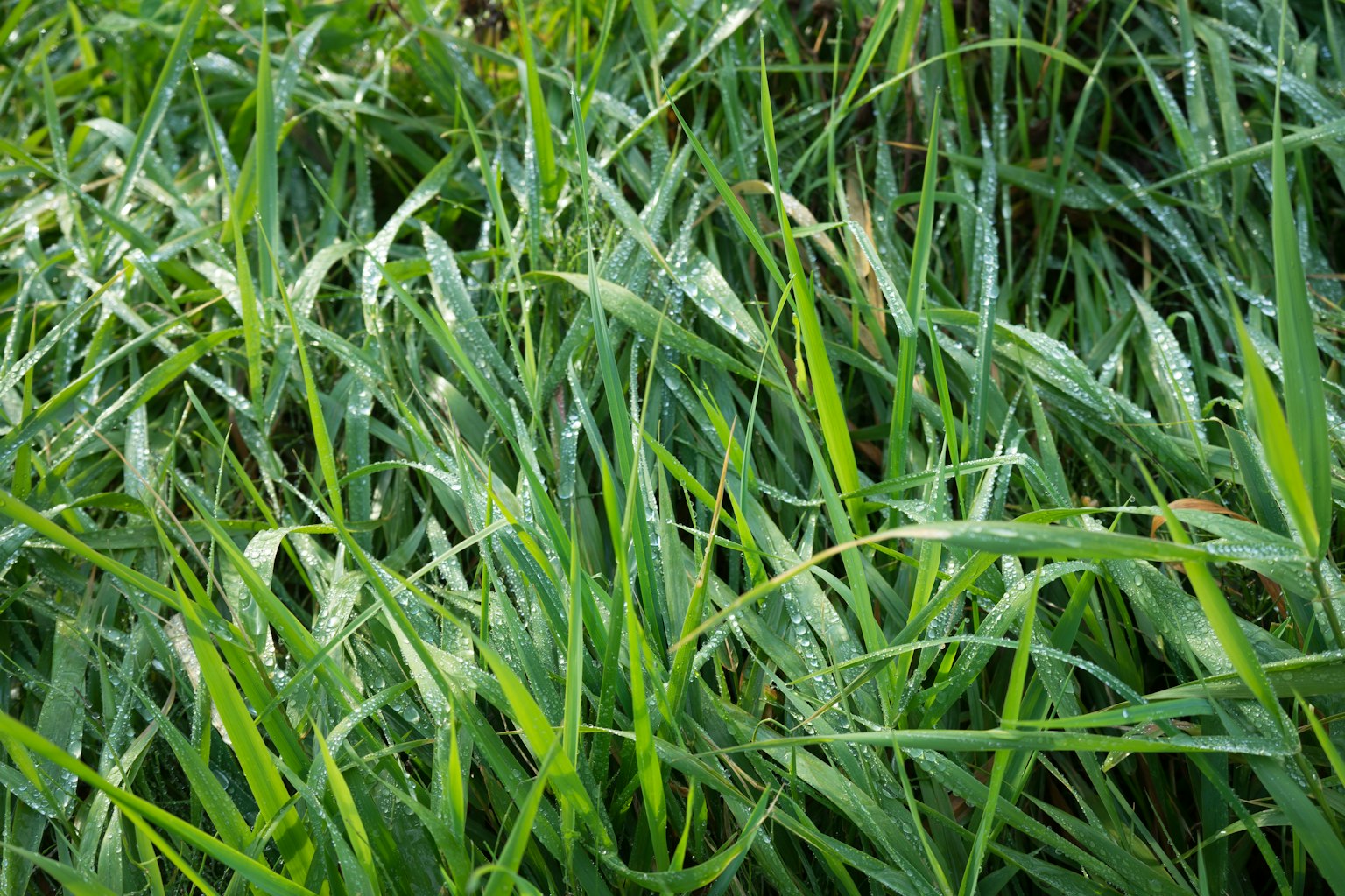 Rumput hijau subur tumbuh lebat