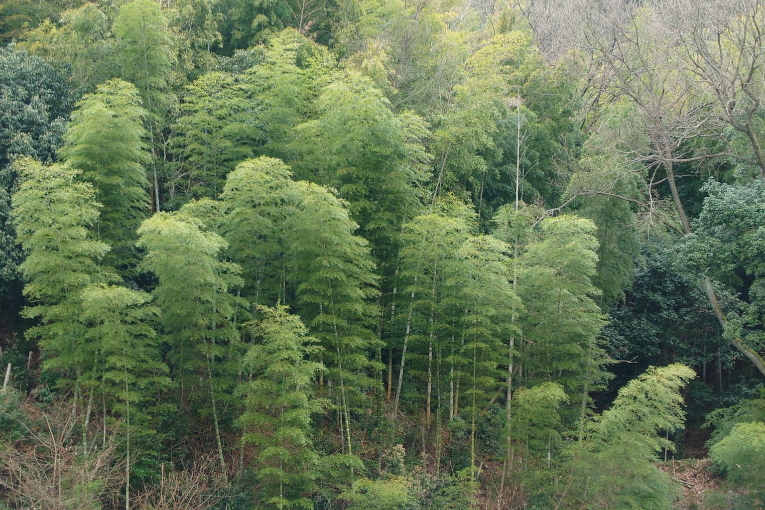Lush bamboo grove with vibrant green foliage