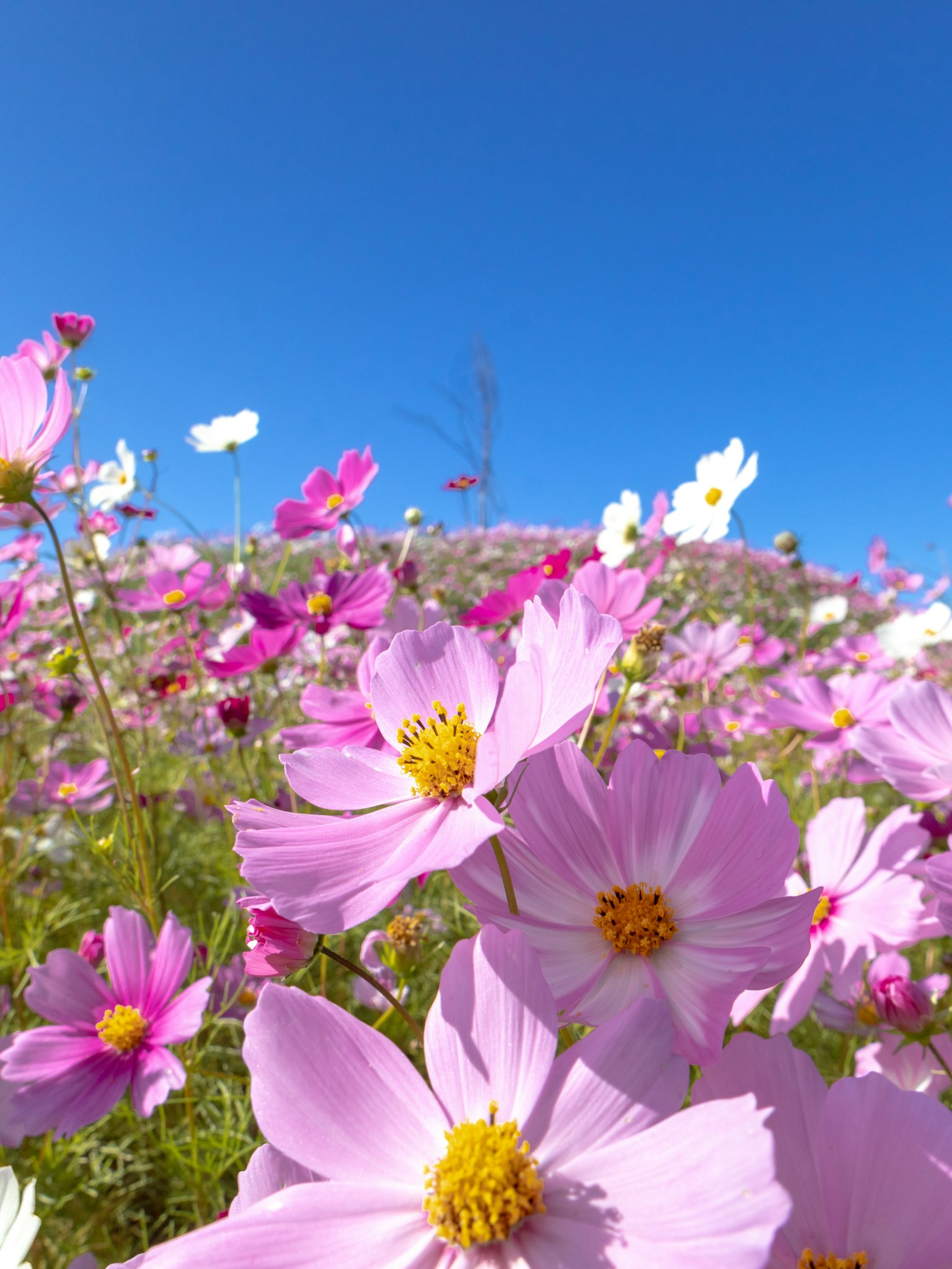 Fleurs de cosmos roses fleurissant sous un ciel bleu clair