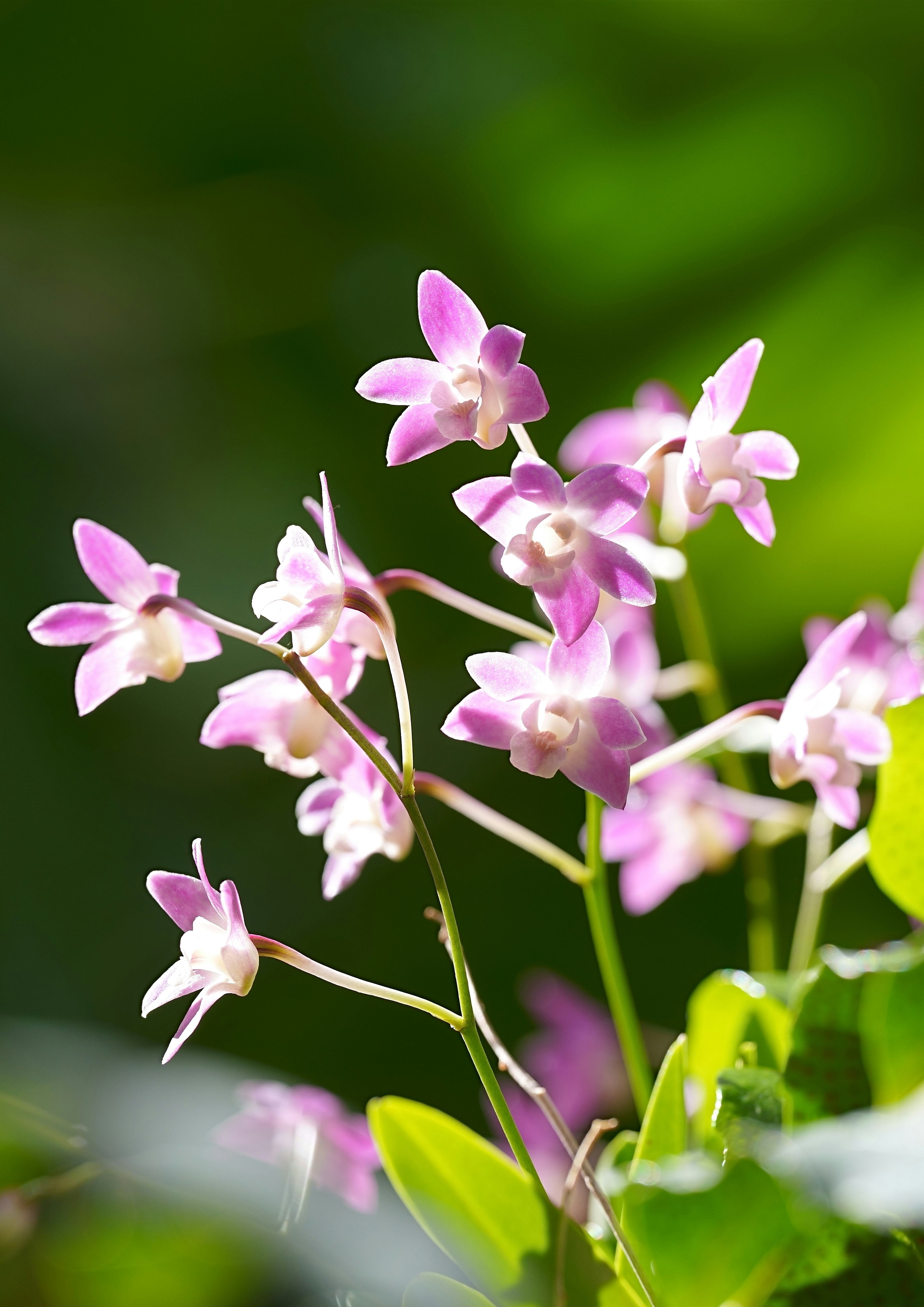 淡いピンクの小さな花が光の中で静かに揺れる