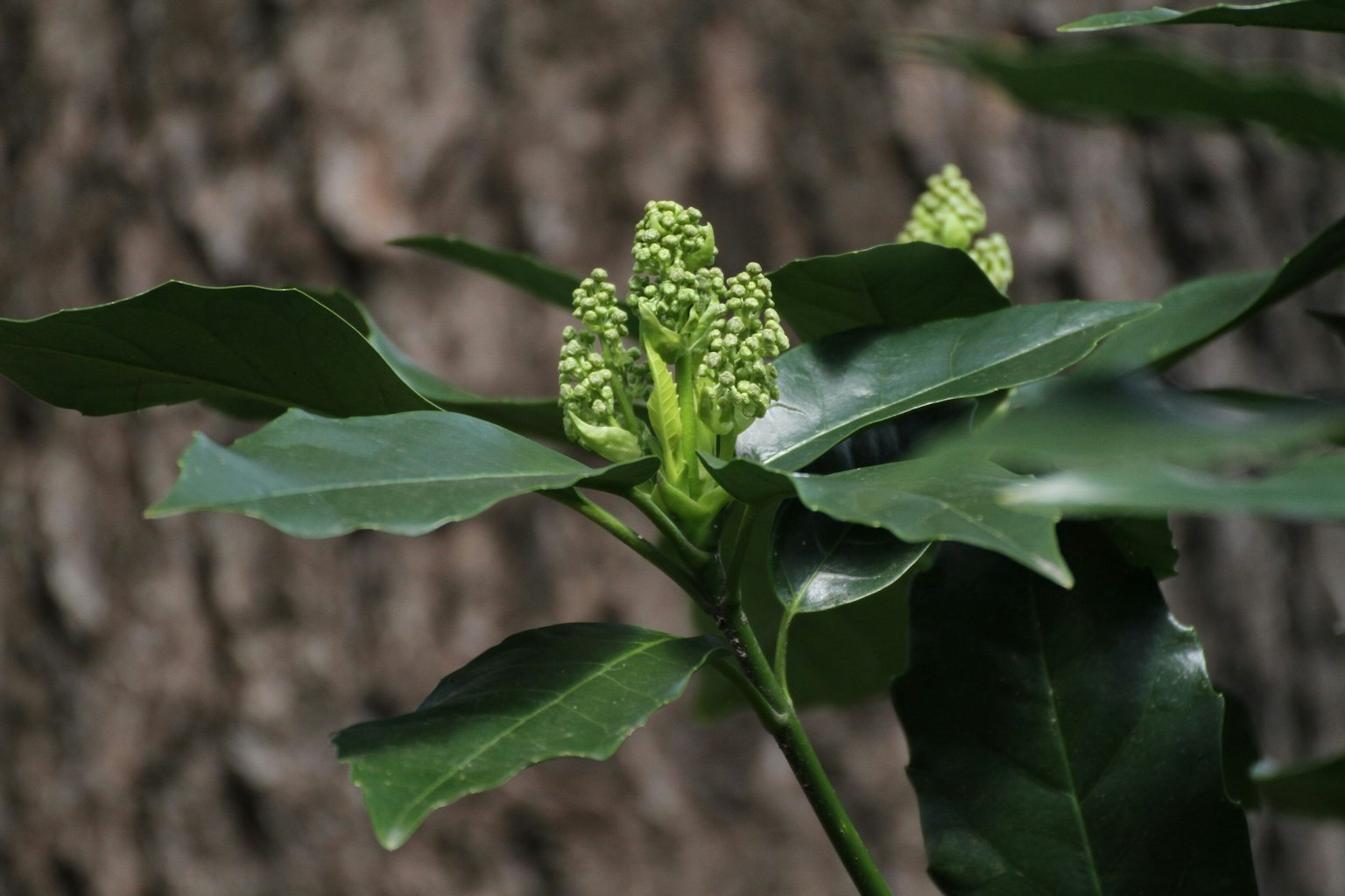Primer plano de una planta con capullos florales verdes y hojas