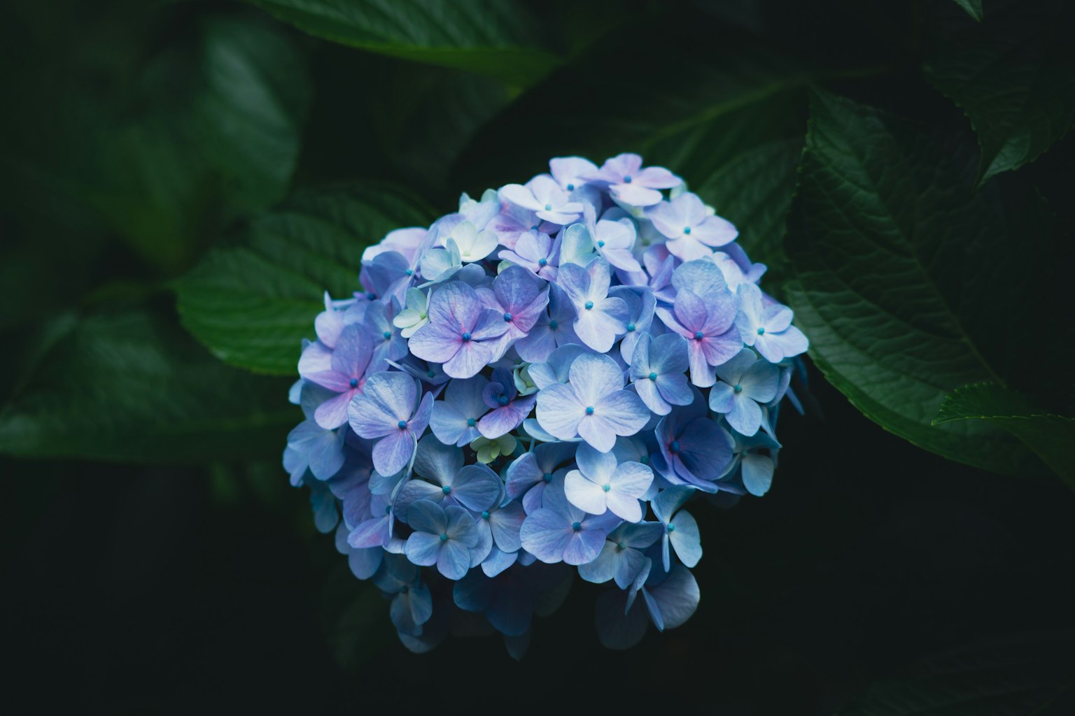 Blaue Hortensie blüht vor einem dunklen grünen Blatt-Hintergrund