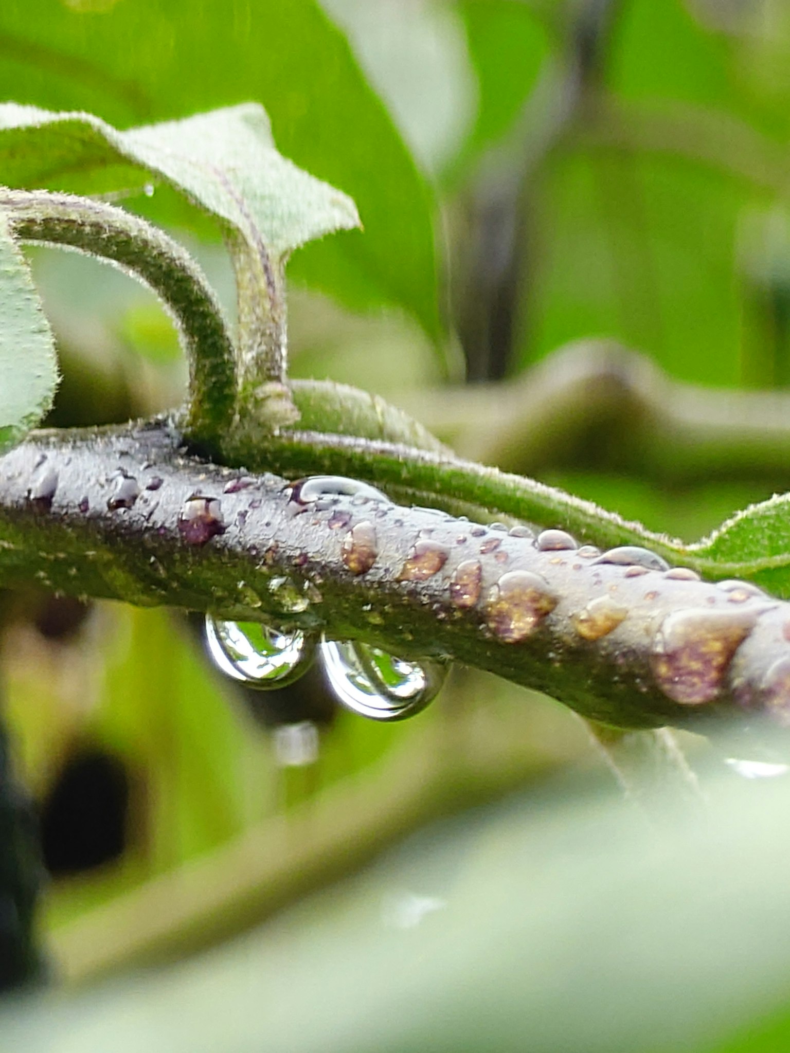 Primer plano de una rama con gotas de agua y hojas fondo verde