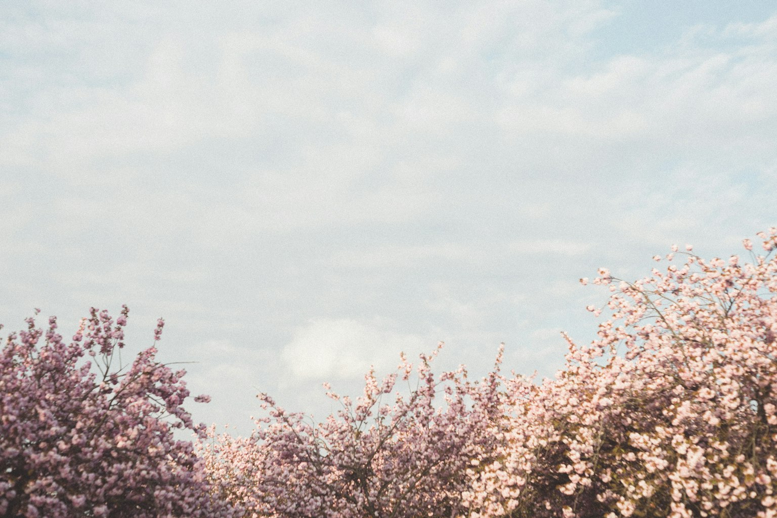 Kirschblütenbäume unter einem hellblauen Himmel
