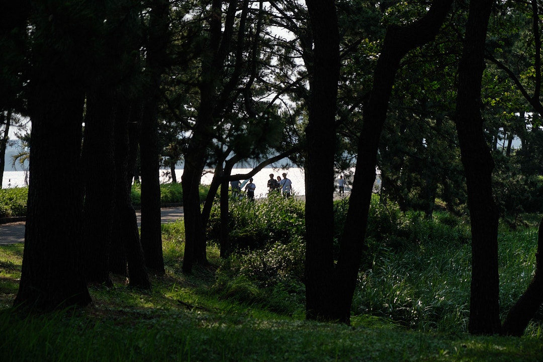 葛西臨海公園の木立と人影のある草地