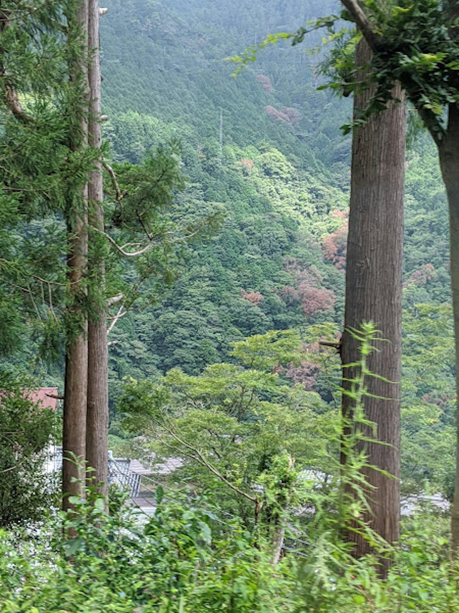 Paesaggio naturale con alti alberi e montagne verdi
