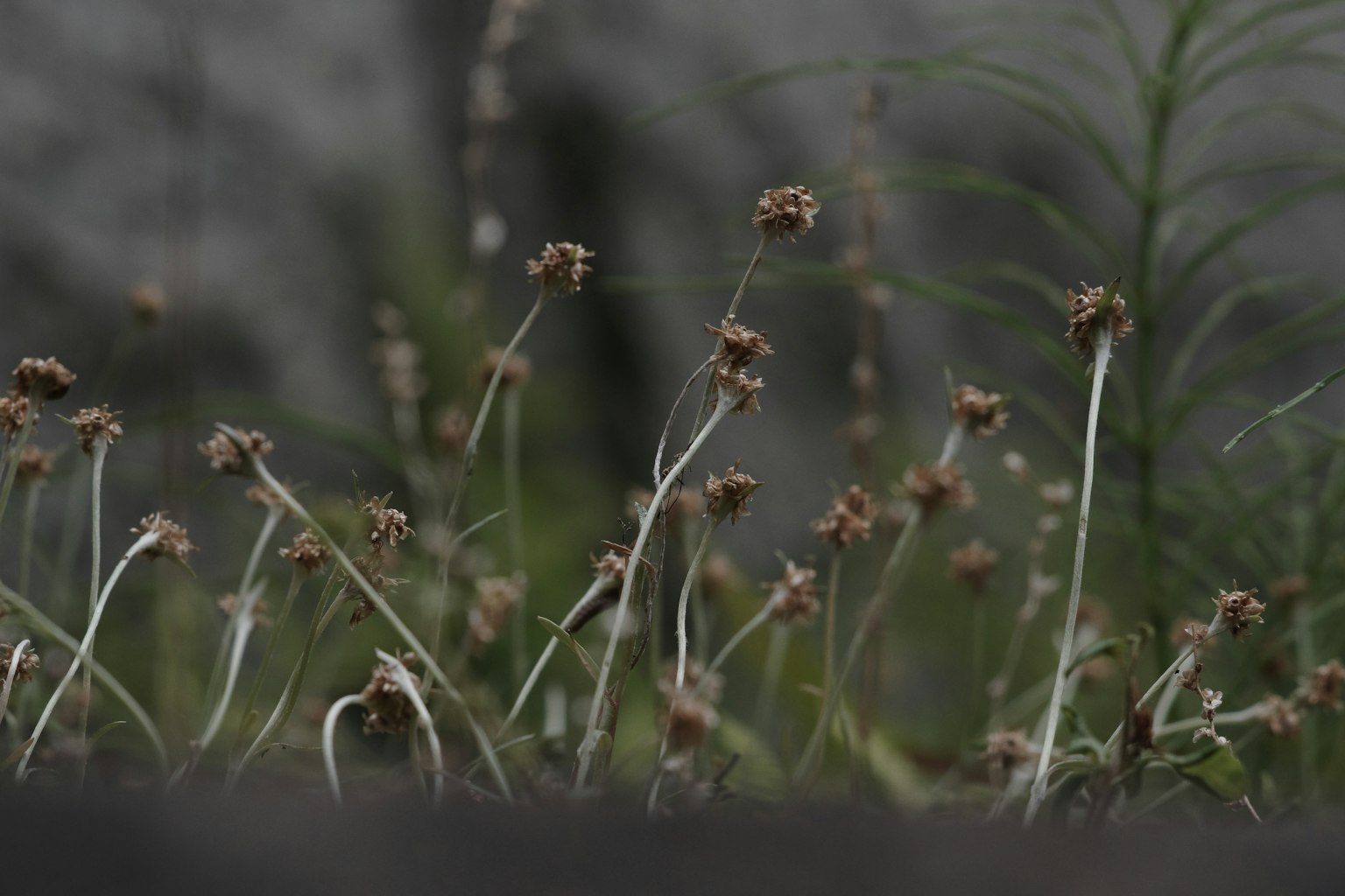 Immagine sfocata con erba secca e piante verdi sullo sfondo