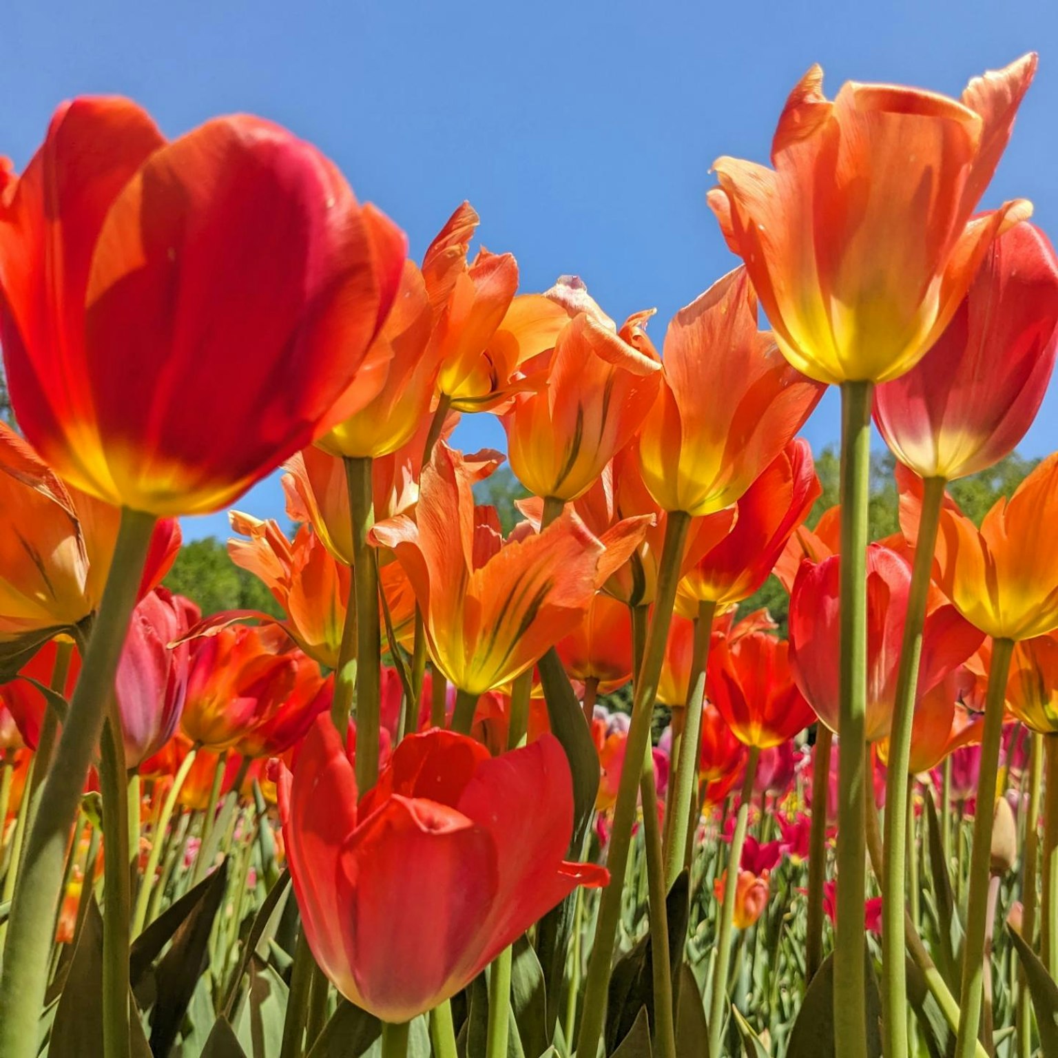 Tulipanes vibrantes naranjas y rojos floreciendo en un campo soleado