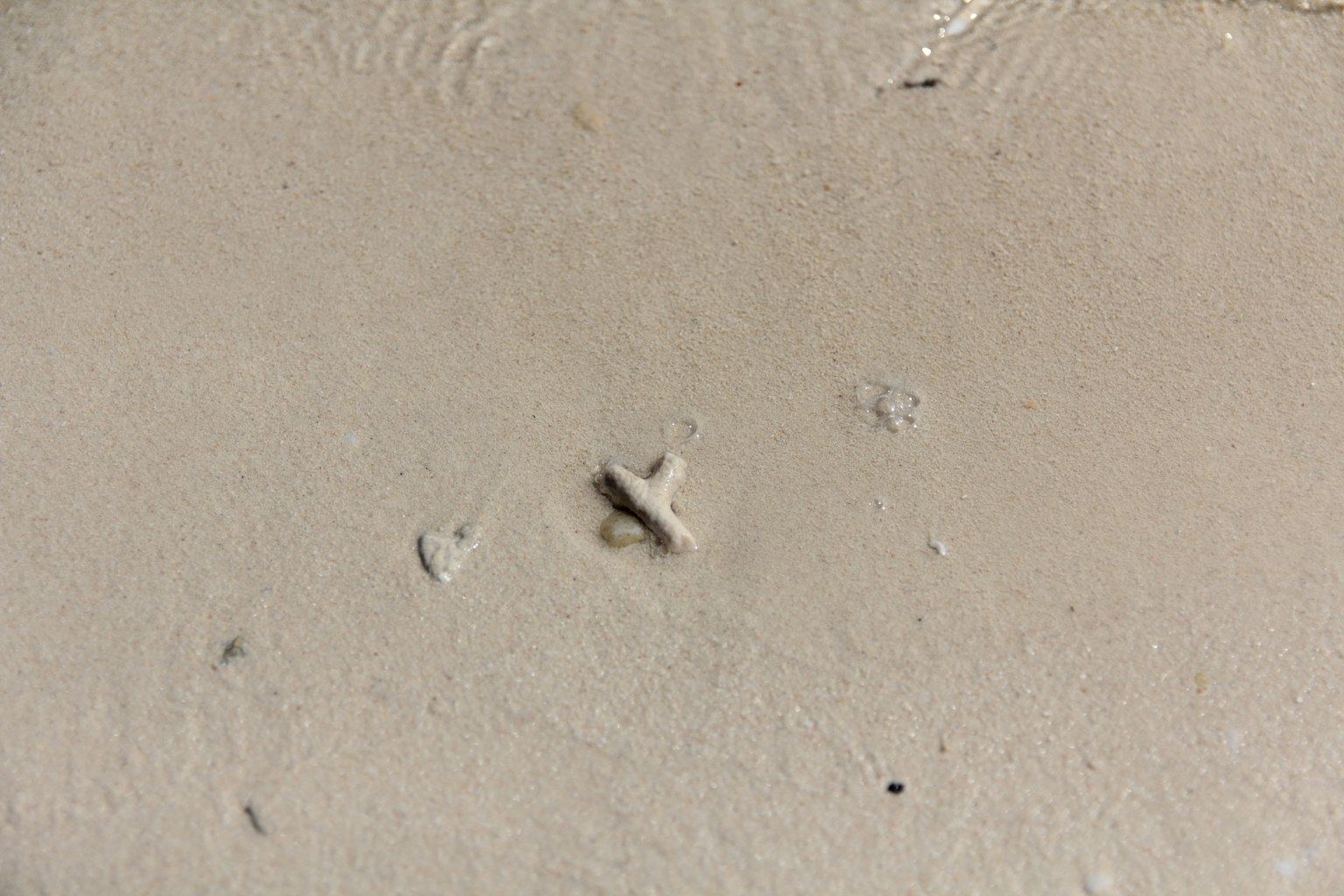 Gros plan de petites pierres et coquillages sur une plage de sable