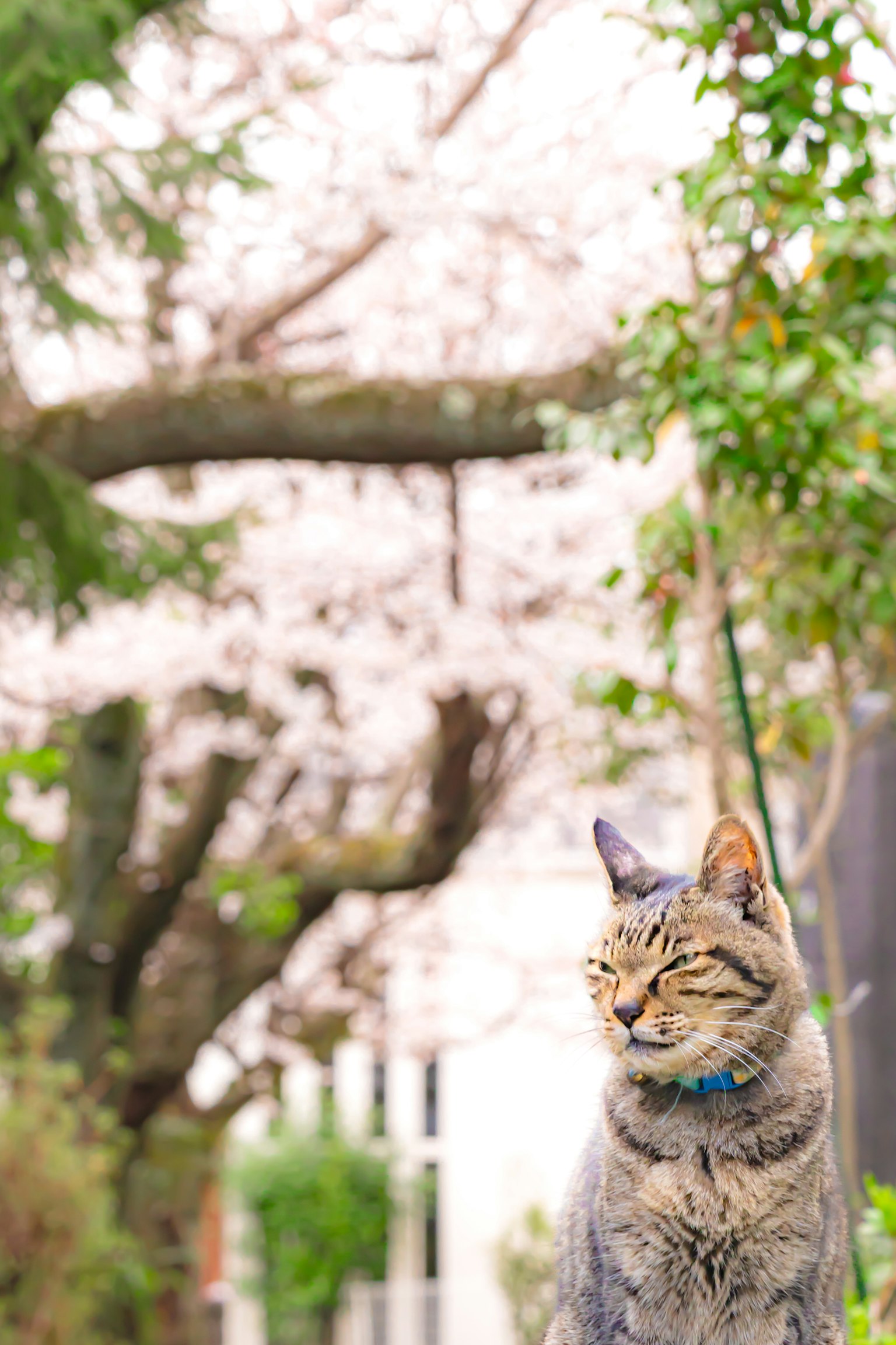 Gatto seduto davanti a un albero di ciliegio
