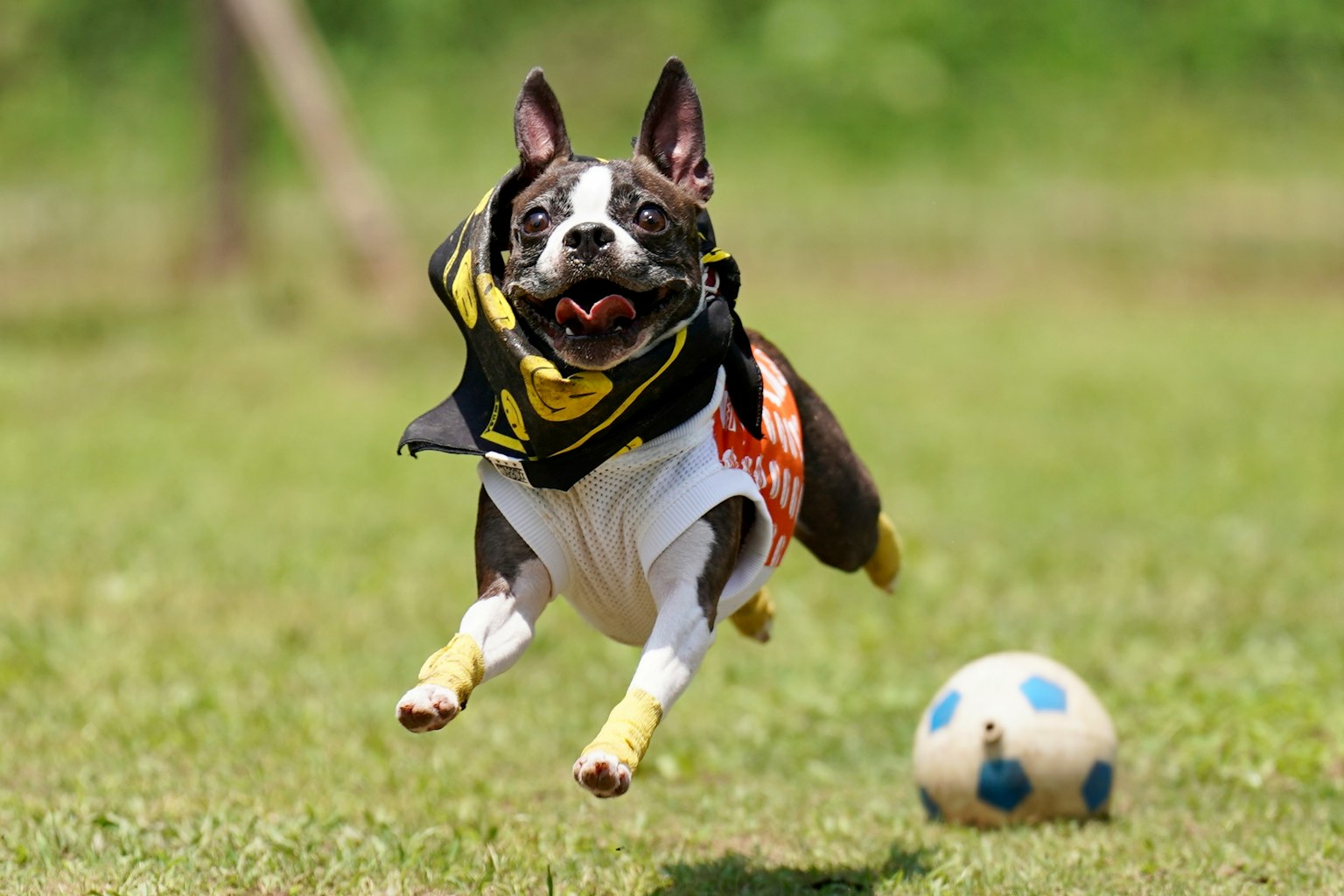 Boston Terrier springt und jagt einen Fußball