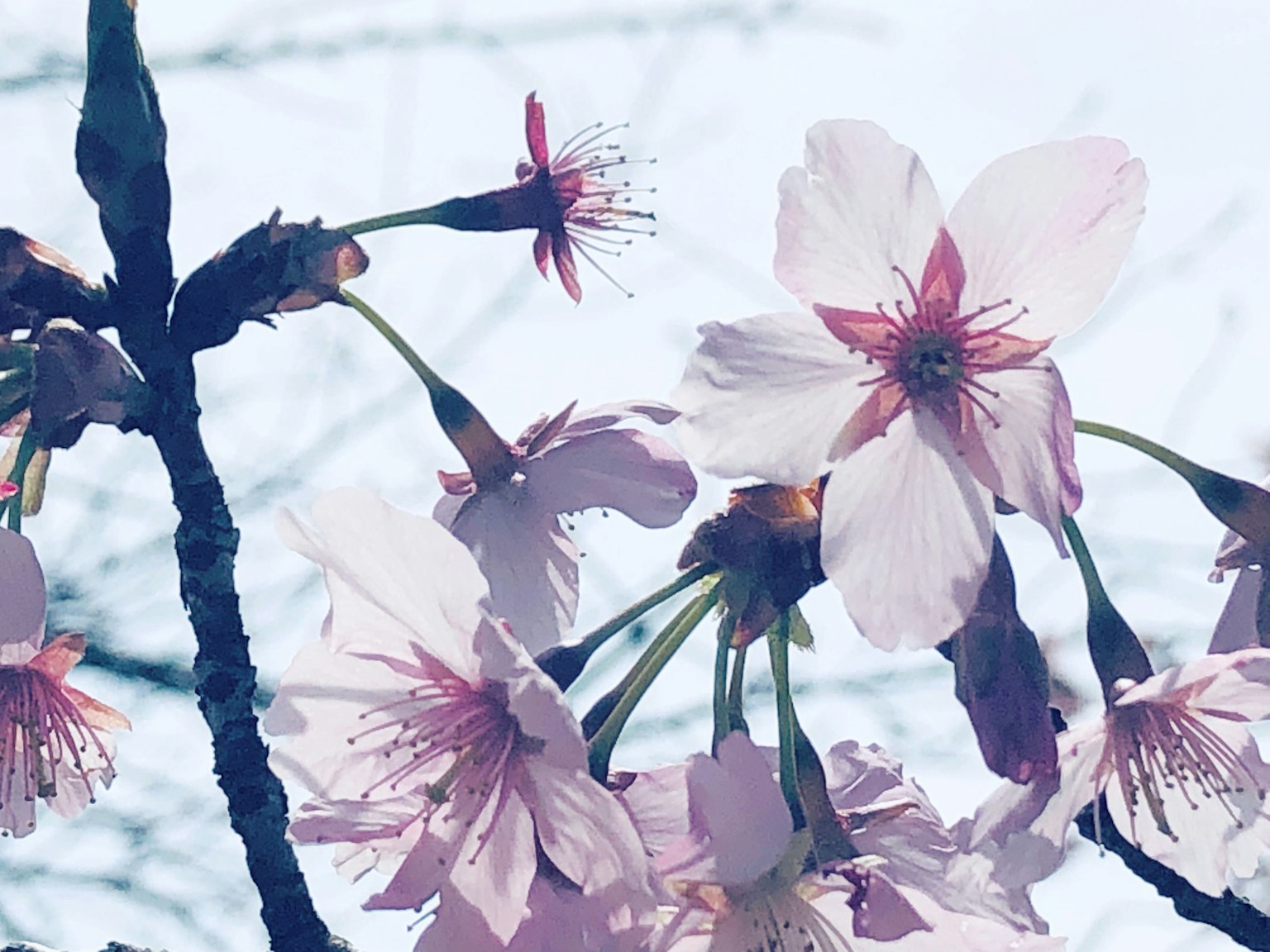 Close-up of cherry blossoms in pale pink blooming on branches