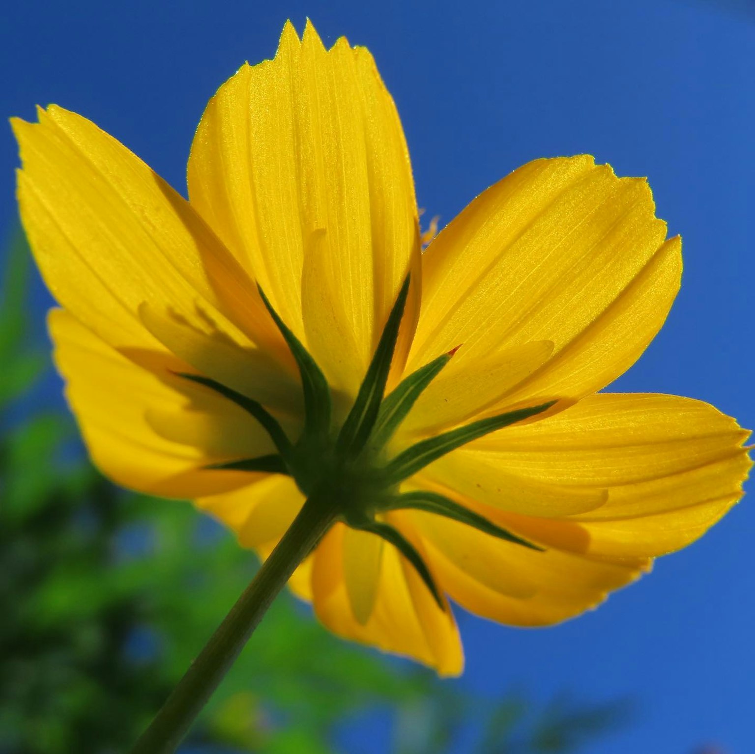 Lebhafte gelbe Blume vor blauem Himmel