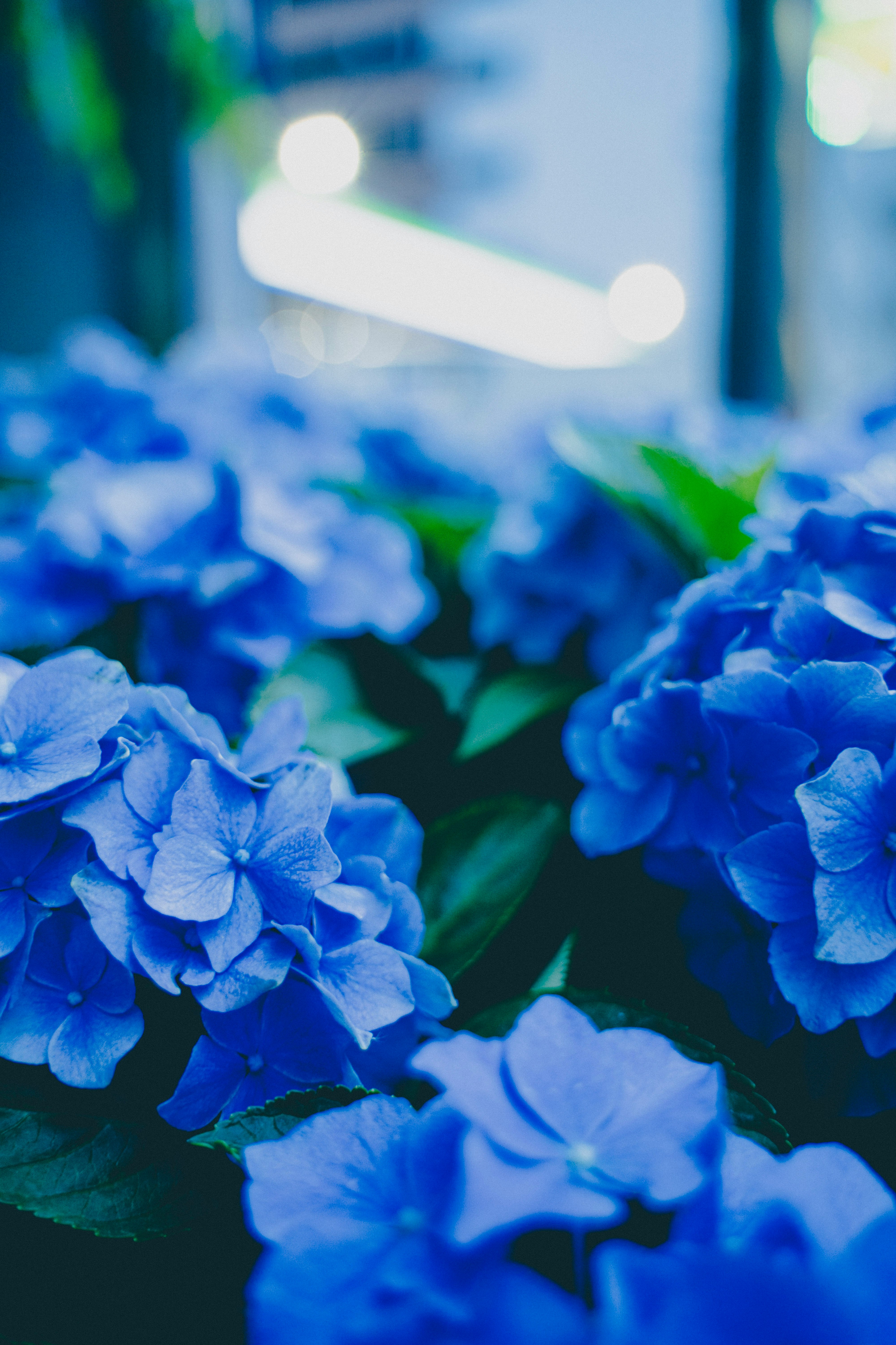 ดอกไฮเดรนเยียสีฟ้าขึ้นเป็นพุ่มในแปลงดอกไม้ริมถนน