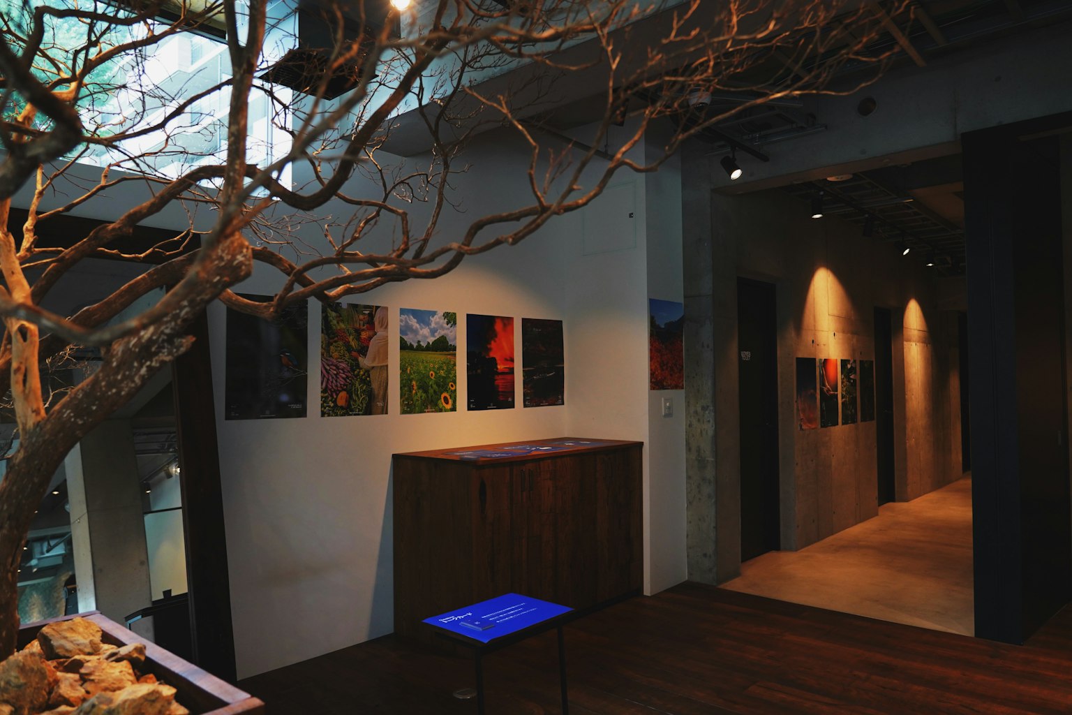 Interno di una galleria d'arte moderna con fotografie appese al muro e un ramo d'albero prominente