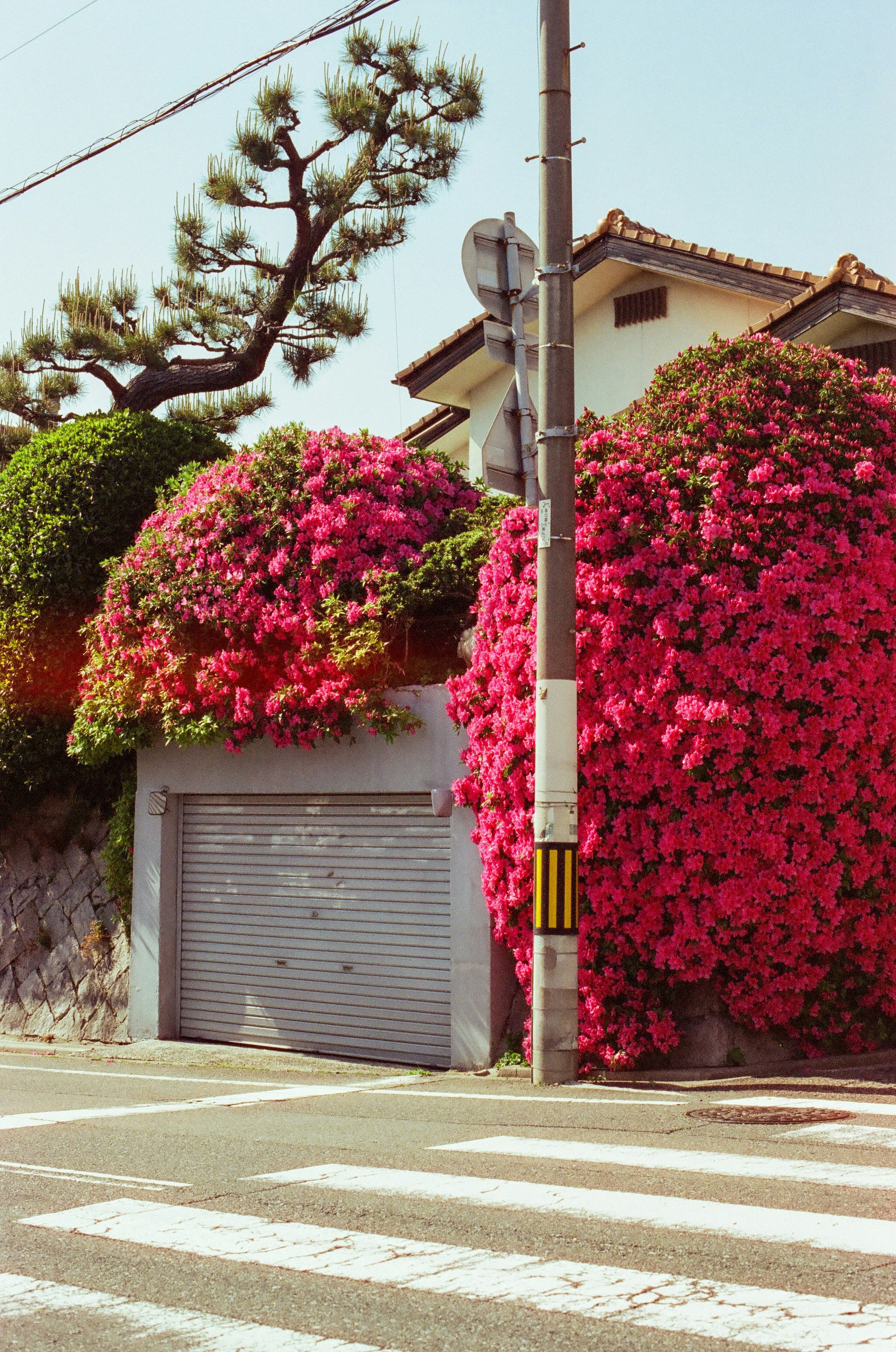花灌木環繞的車庫前街景