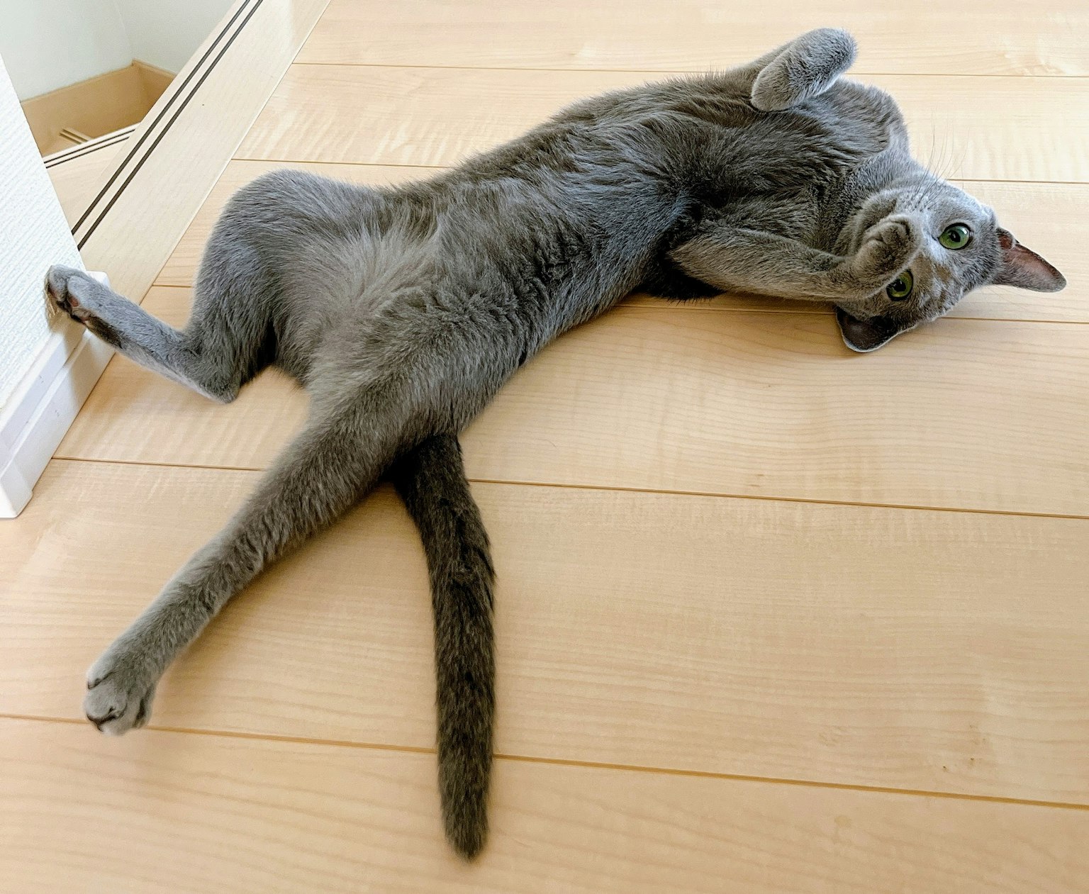 A gray cat lying on its back on the wooden floor