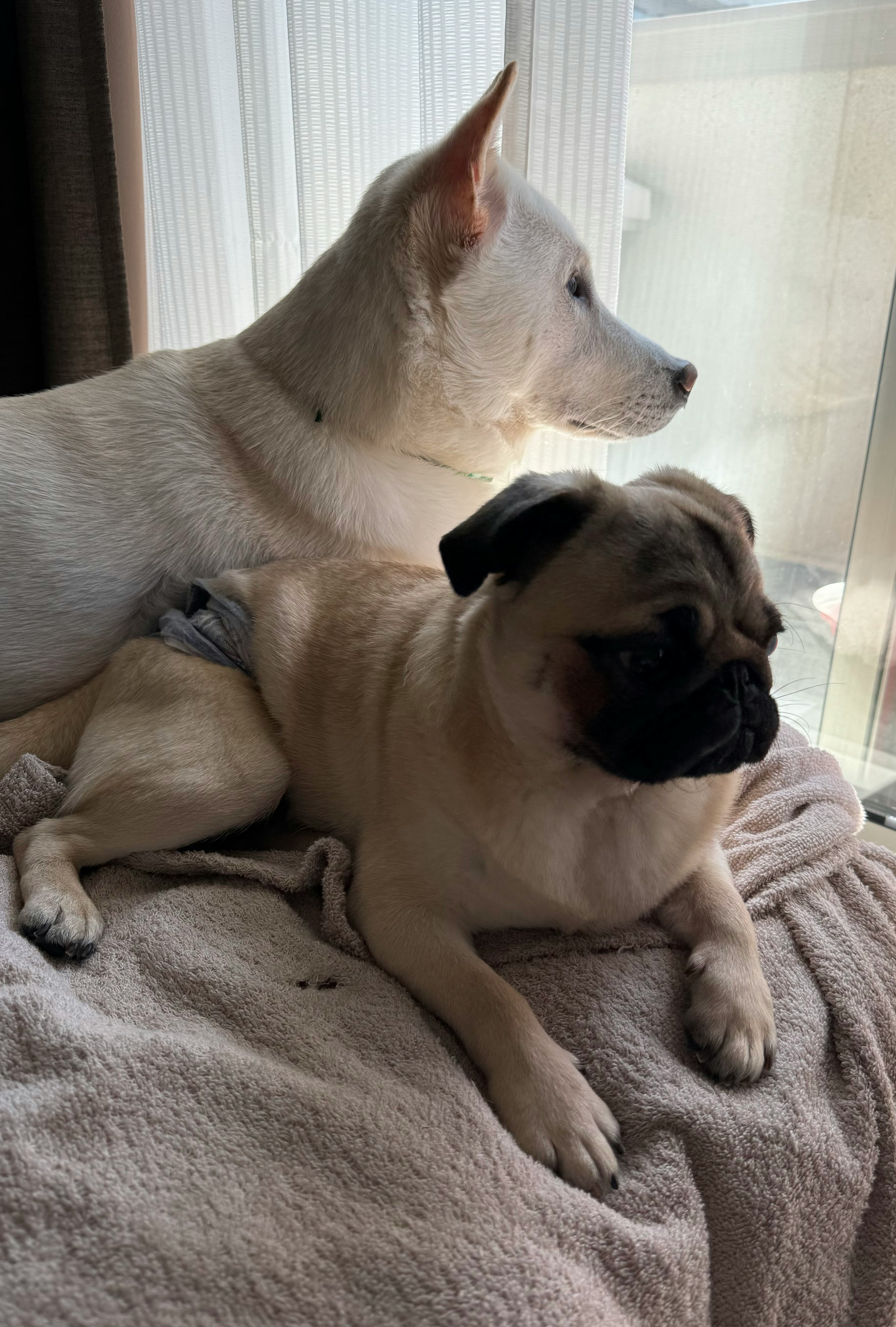 ソファで寄り添う犬たち