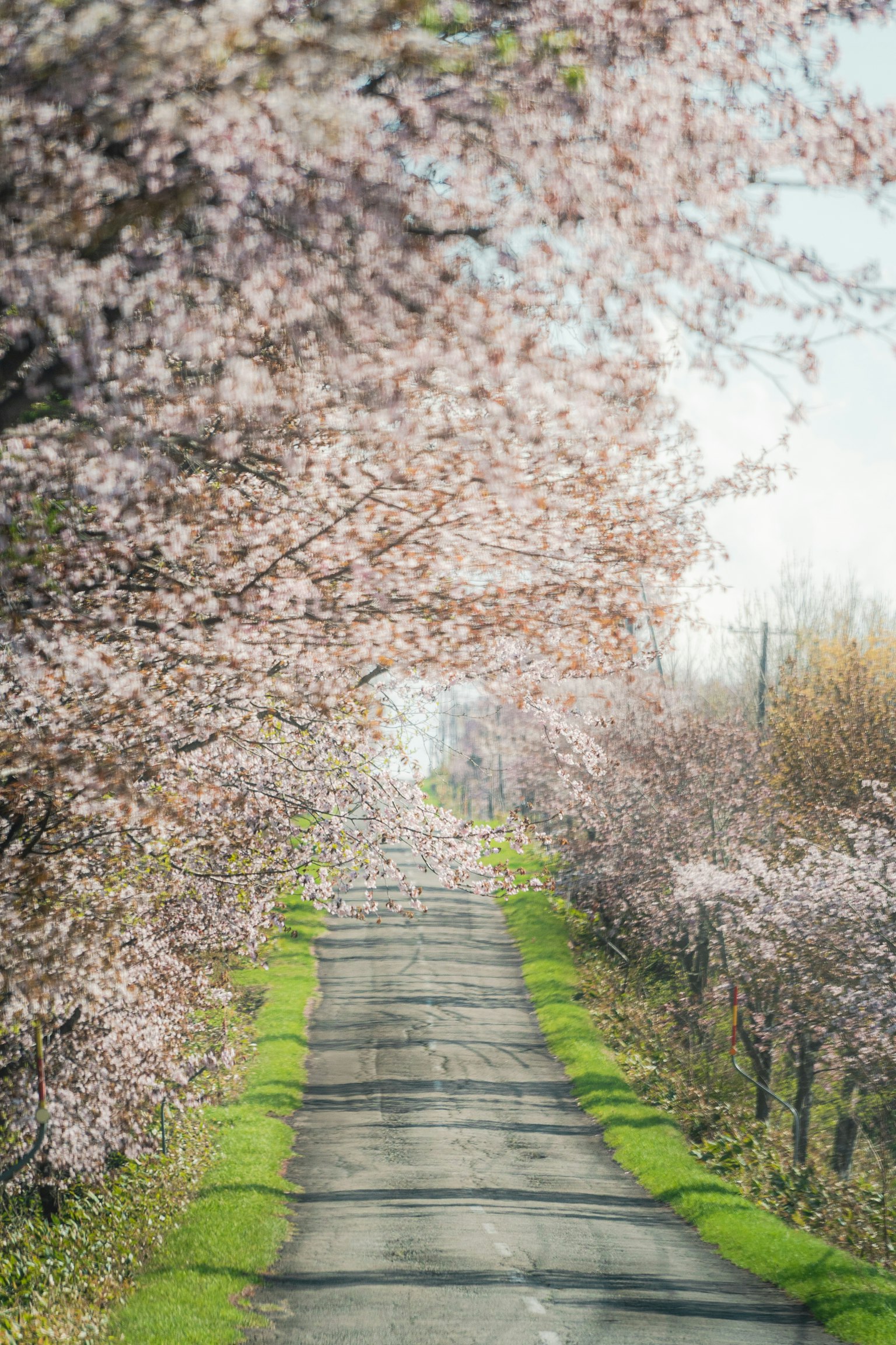 桜の木に囲まれた静かな道
