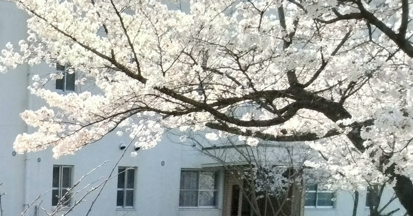 vue printanière d’un bâtiment blanc avec des branches de cerisier en fleurs