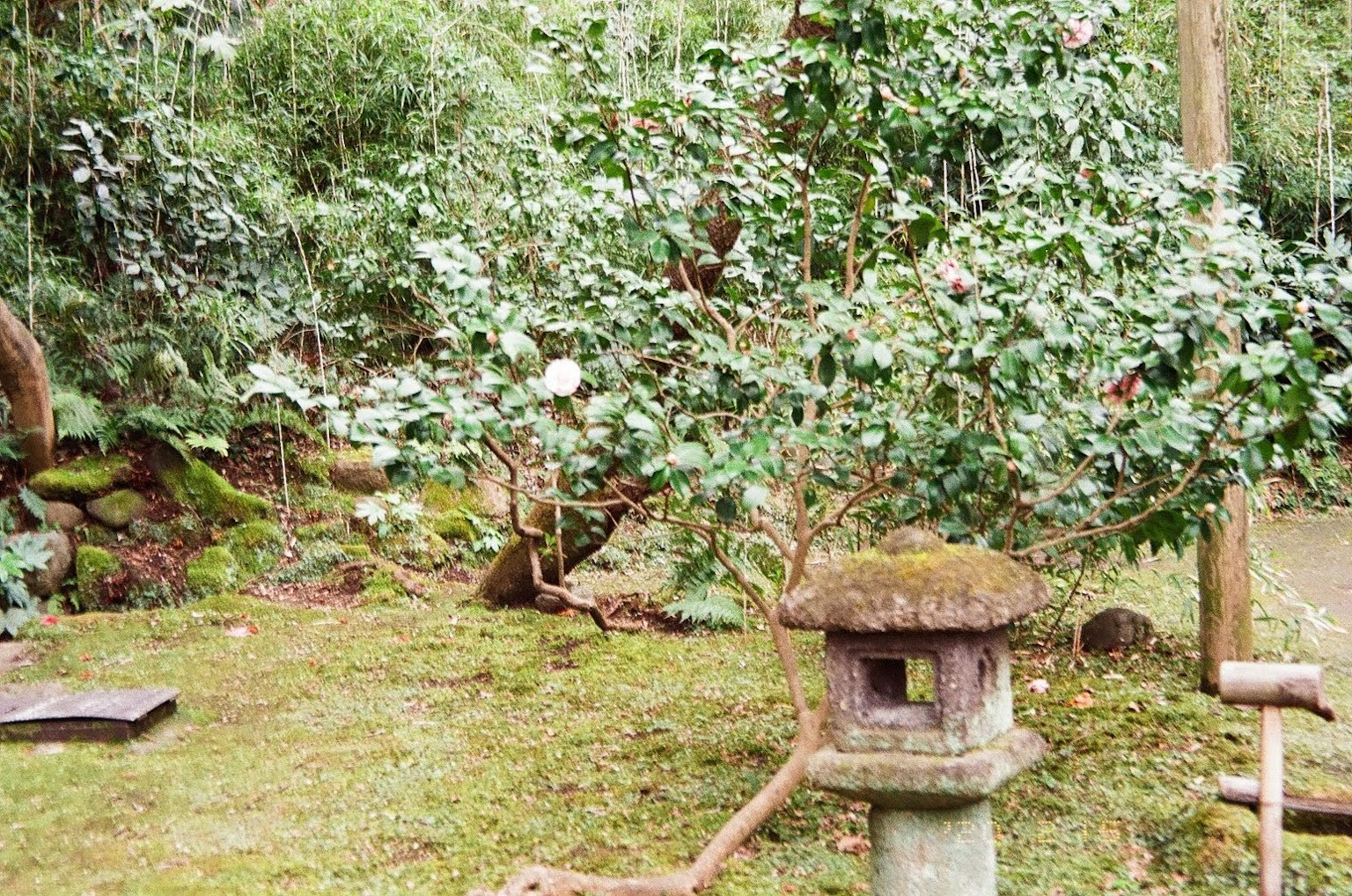 Une lanterne en pierre entourée d'arbres verdoyants dans un jardin