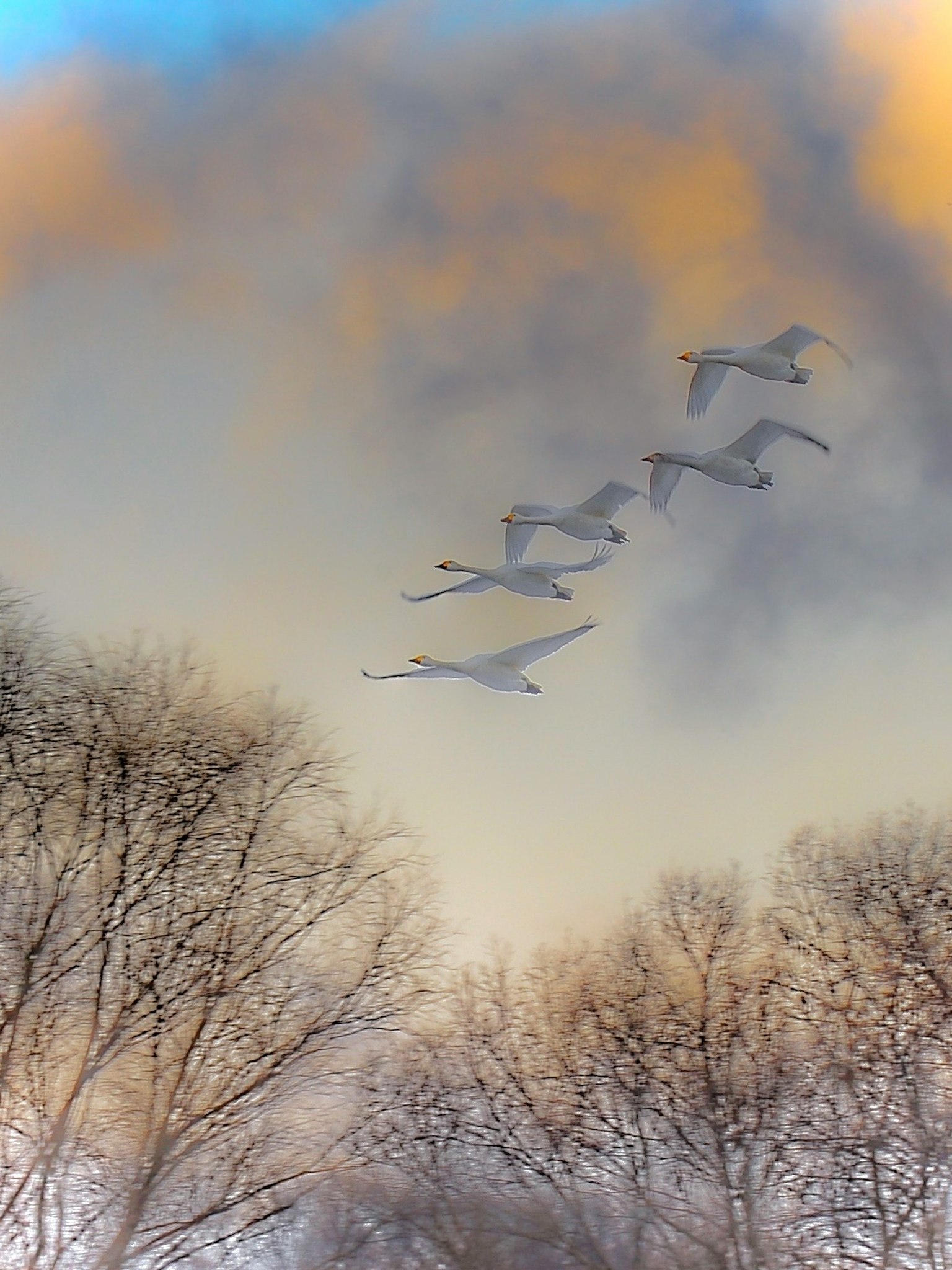 Aves blancas volando contra un cielo colorido y árboles desnudos