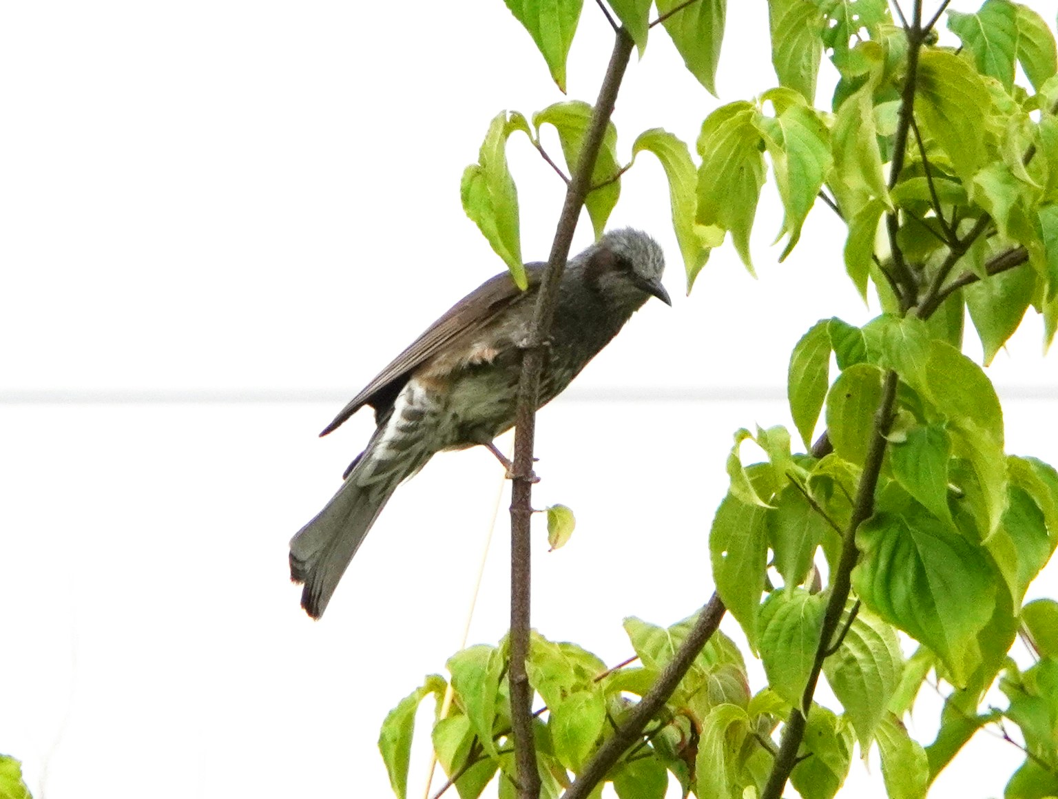 Un pequeño pájaro posado entre hojas verdes
