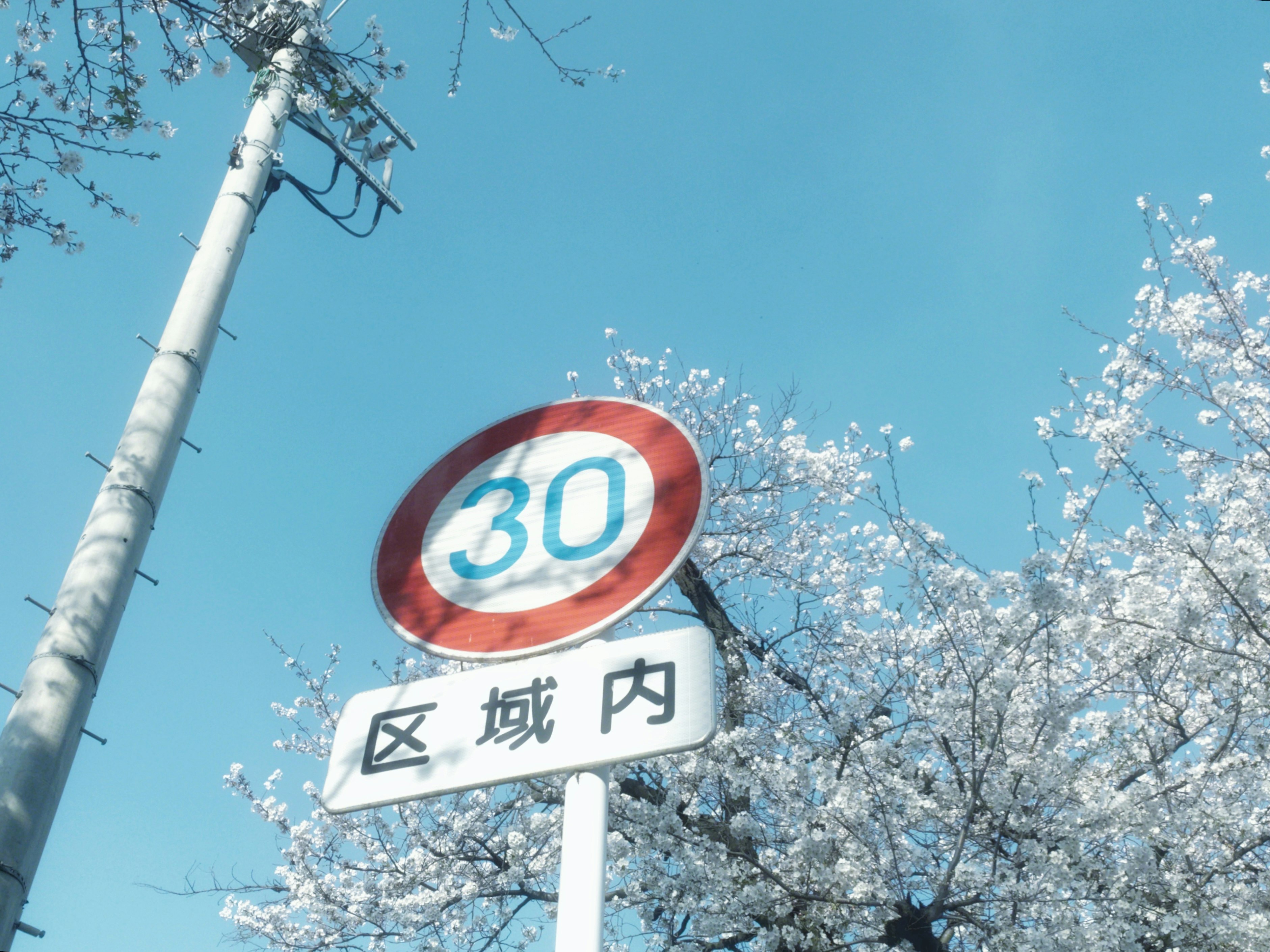 青空の下、桜の花と「区域内」標識