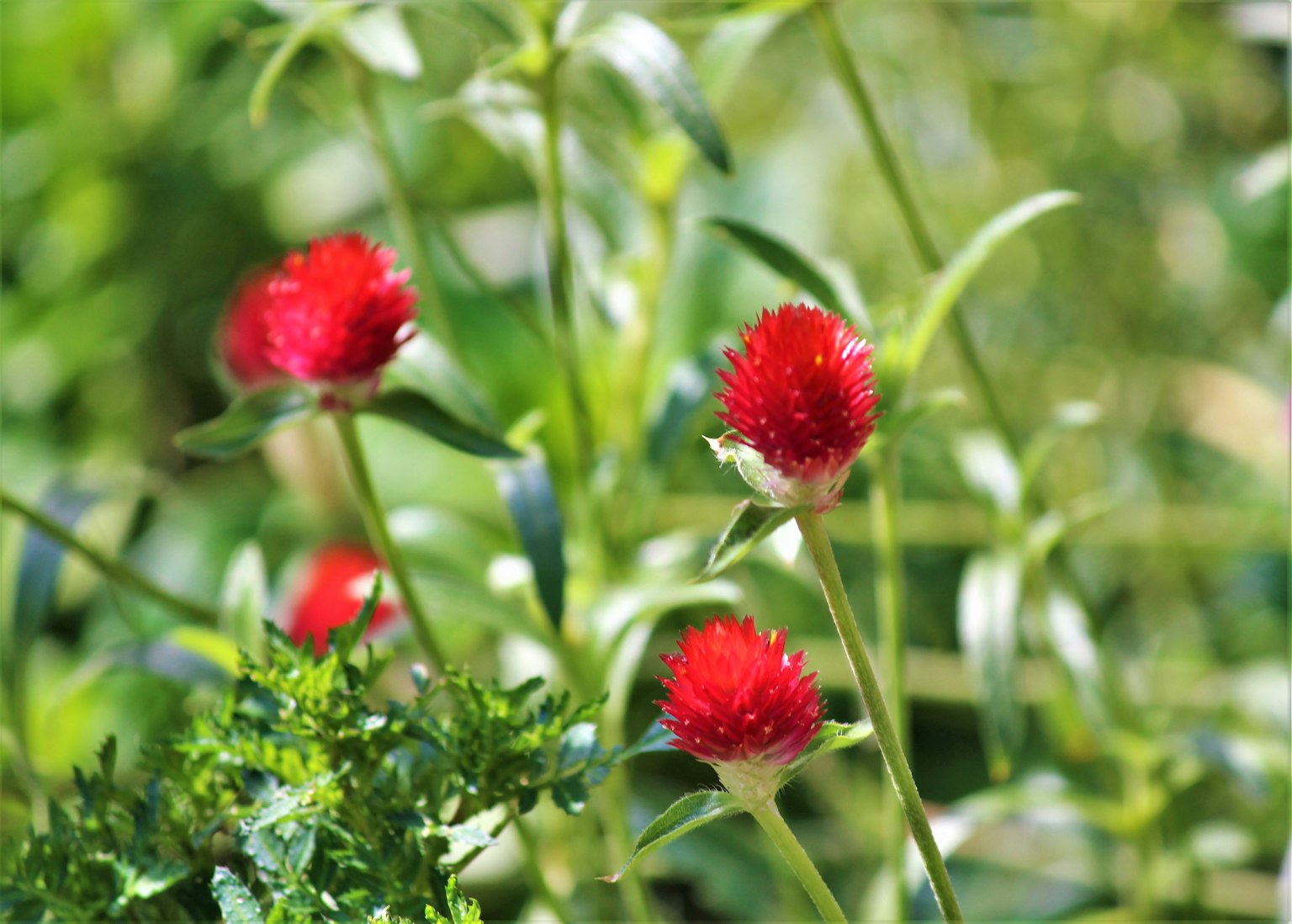 Foto di fiori rossi che fioriscono tra piante verdi